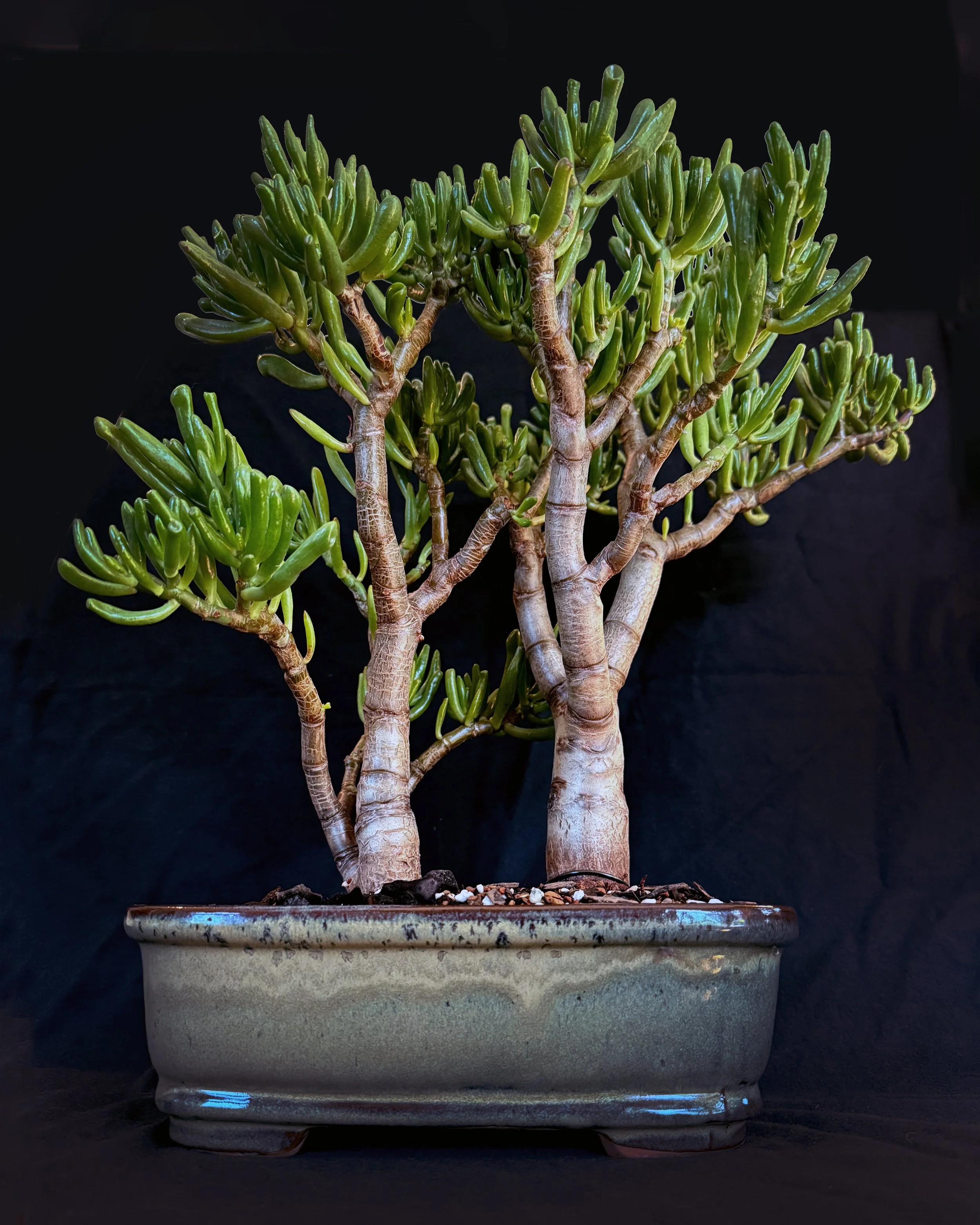 Jade ‘Gollum’ (Crassula ovata 'Gollum') #02