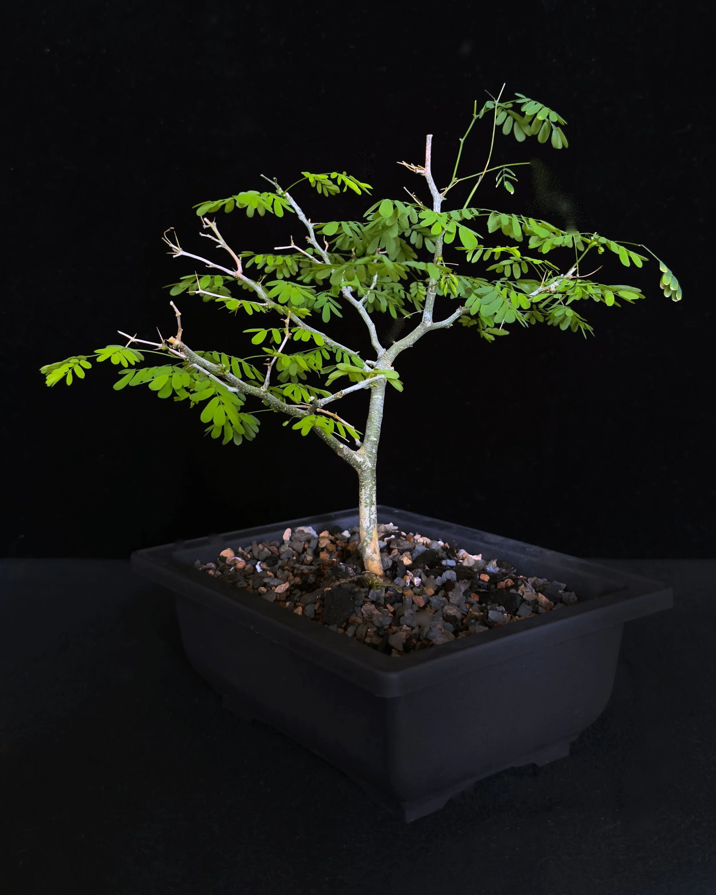 Brazilian Rain Tree (Chloroleucon tortum)