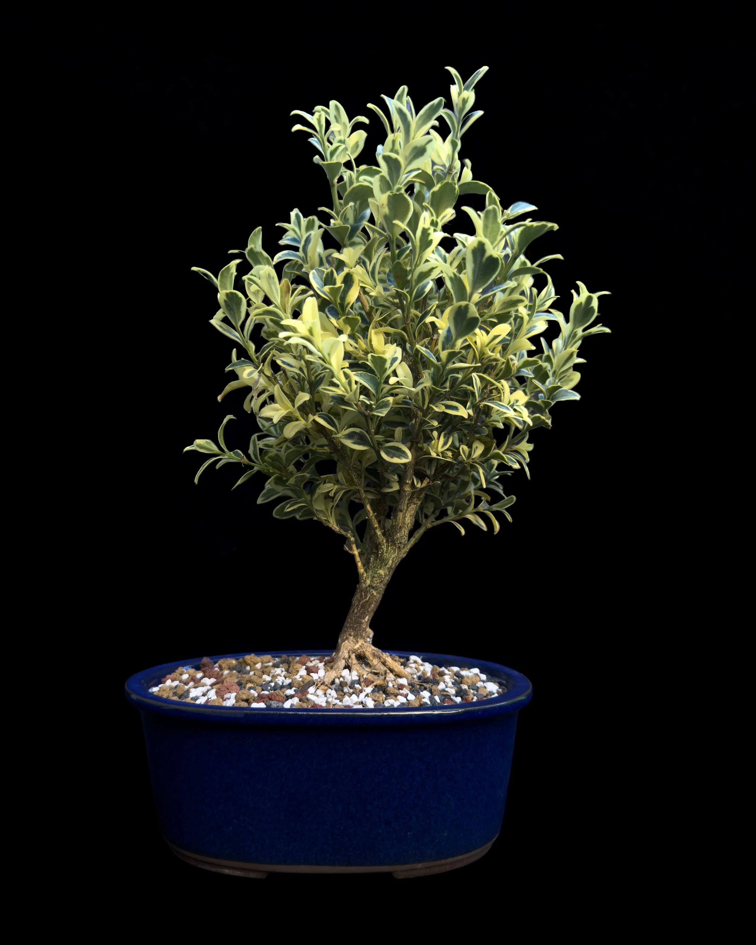 Boxwood, English (Buxus sempervirens ‘Aureovariegata’)