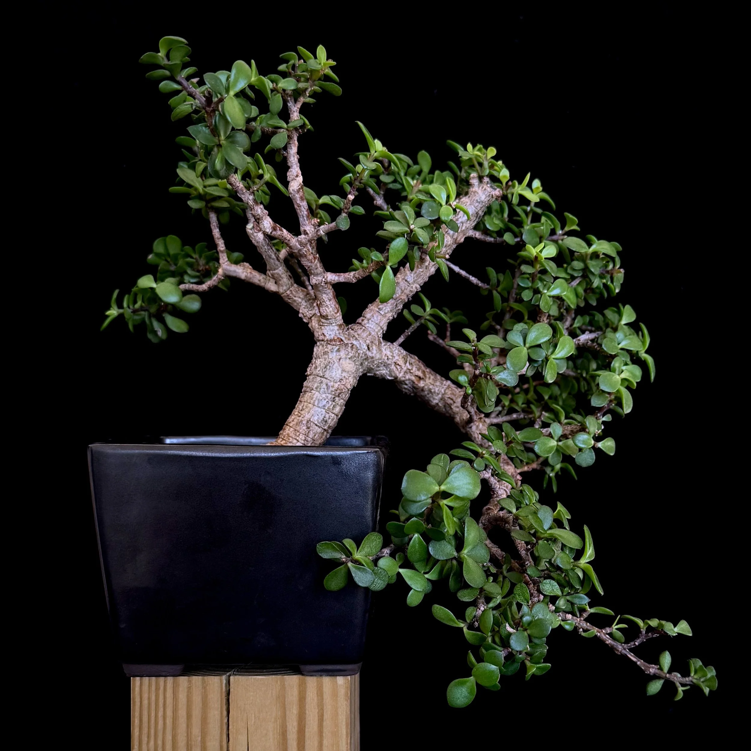 Jade ‘Dwarf Lilliput’ (Portulacaria afra)