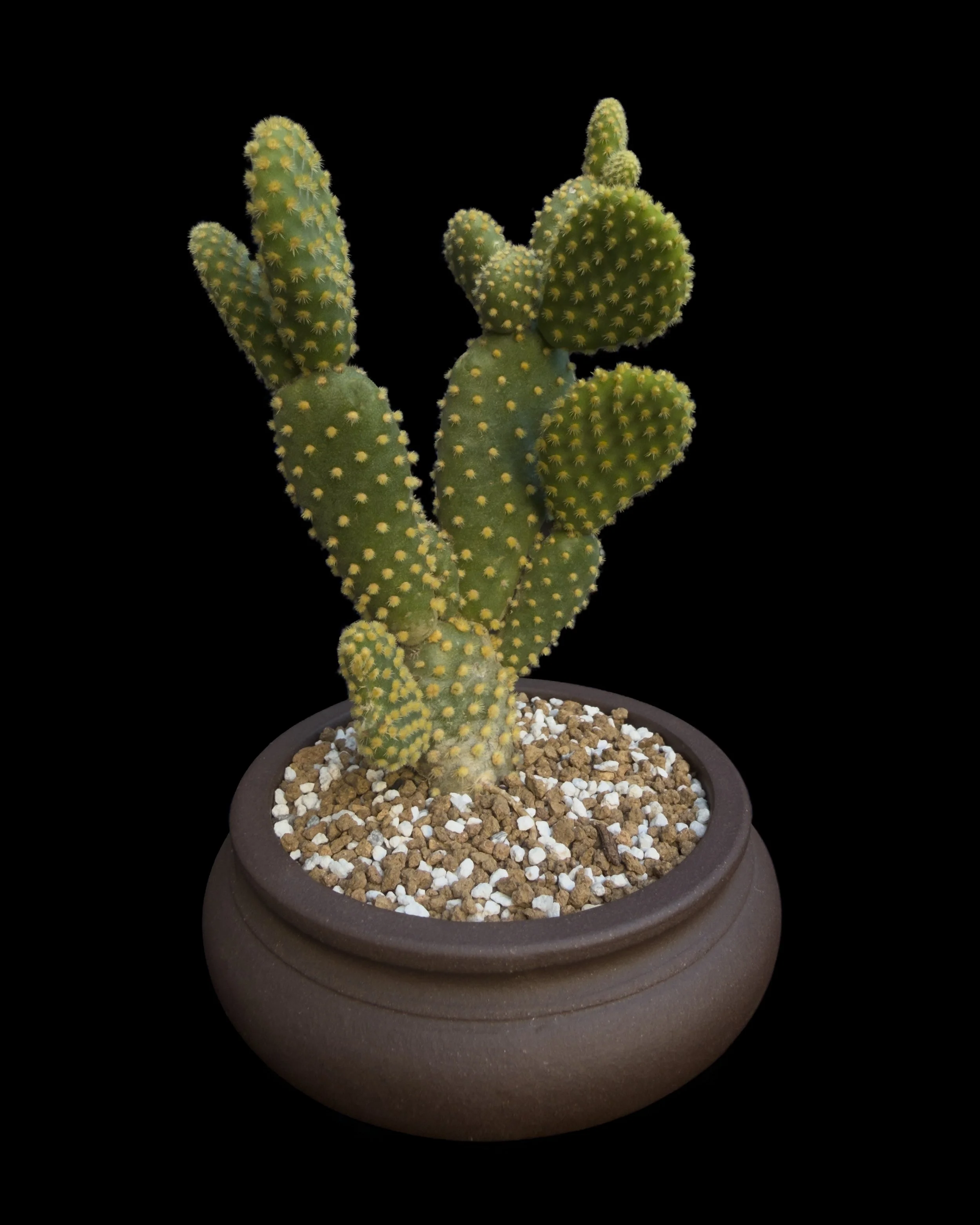 Cactus ‘Bunny Ear’ (Opuntia microdasys ‘yellow’)