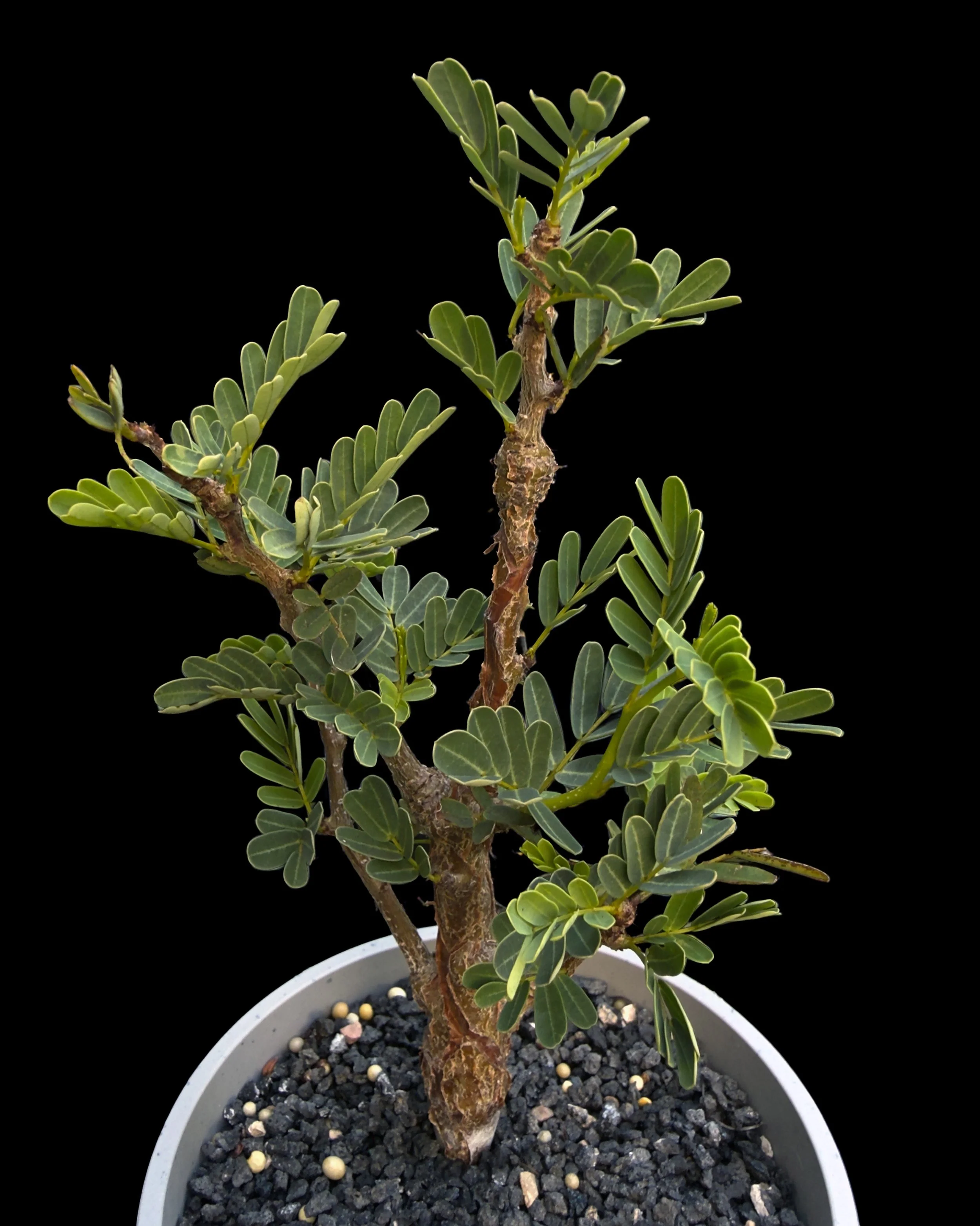 Senna meridionalis