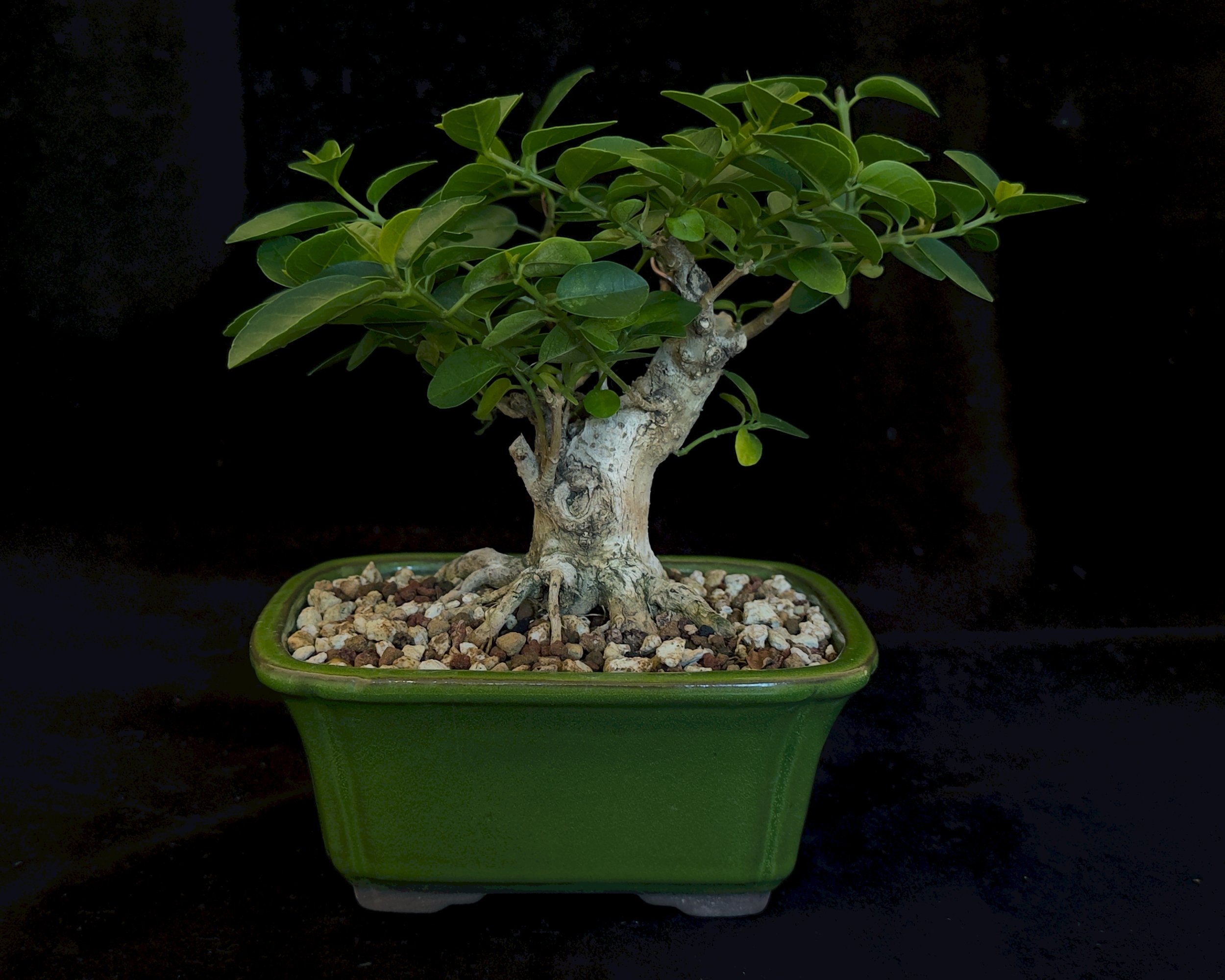 Premna (Premna microphylla)