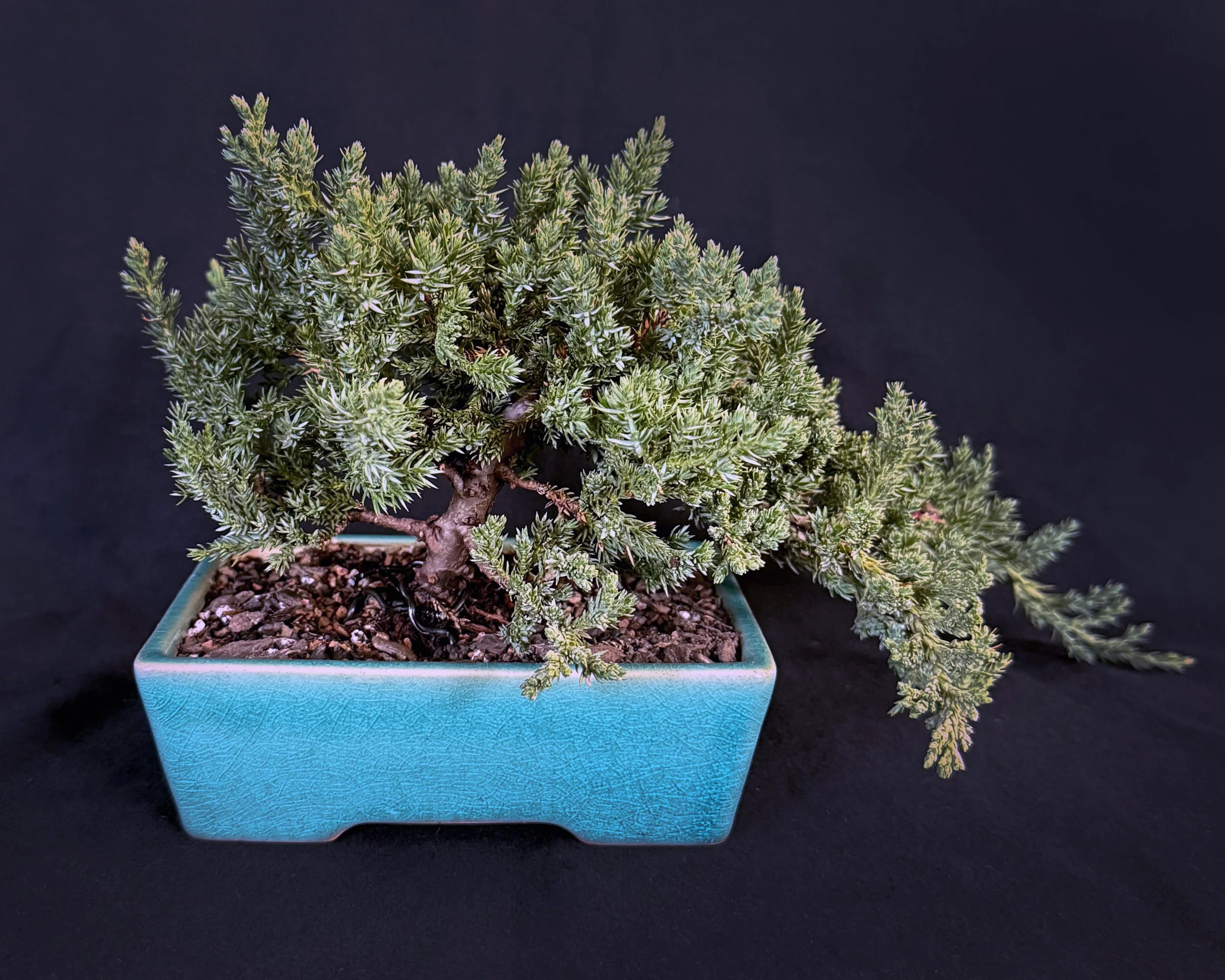 Juniper