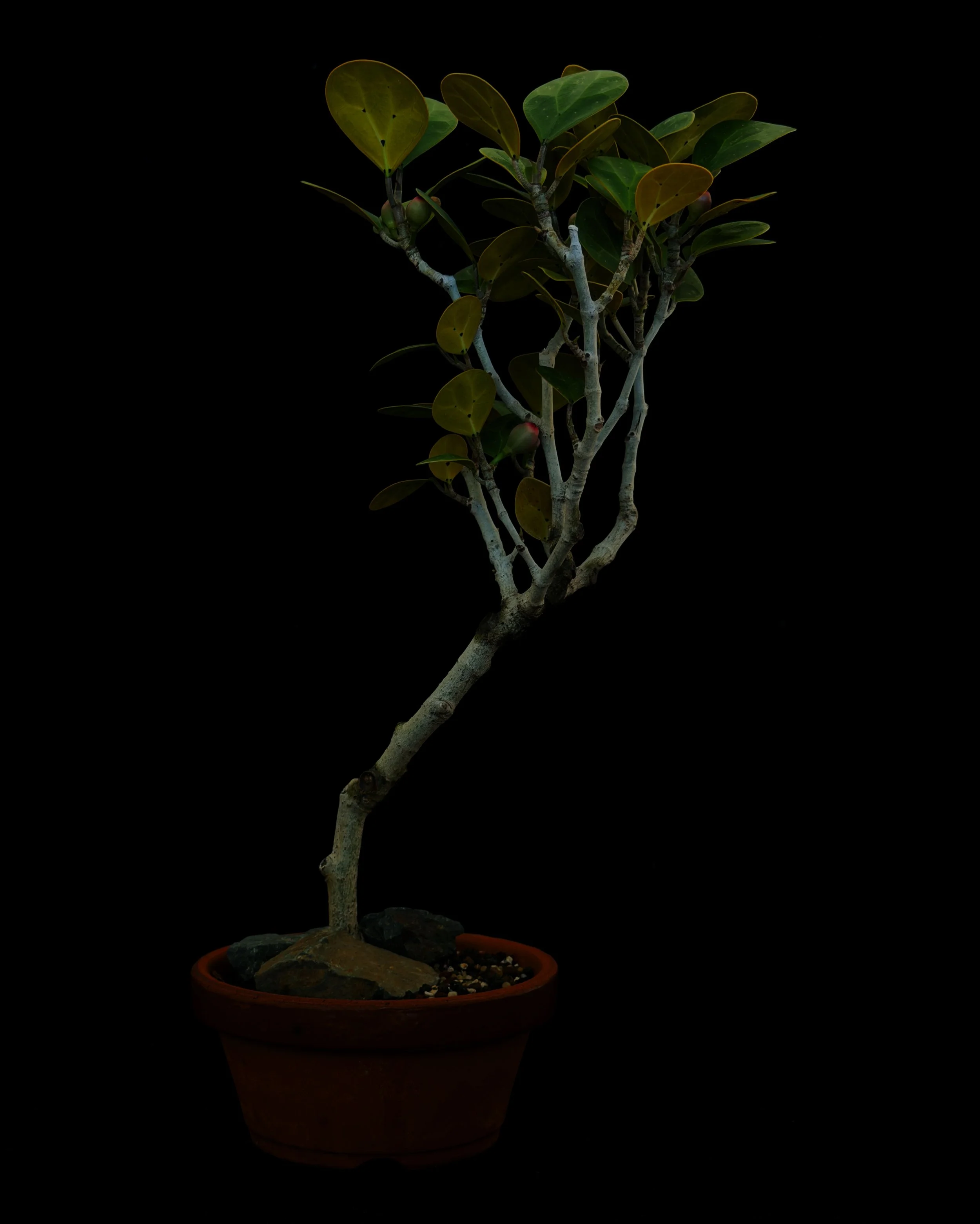 Ficus ‘Mistletoe’ #01 (Ficus deltoidia)