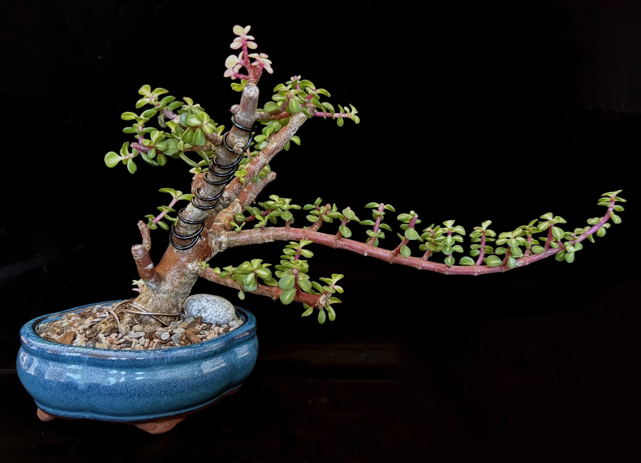 Jade ‘Dwarf’ (Portulacaria afra ‘medio-picta’)