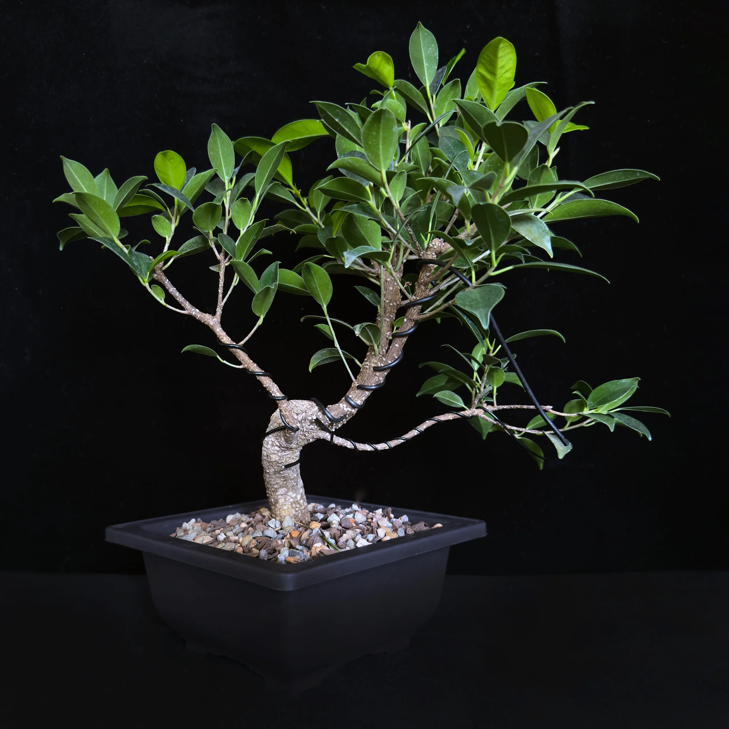 Ficus ‘Microcarpa’ (Ficus microcarpa)