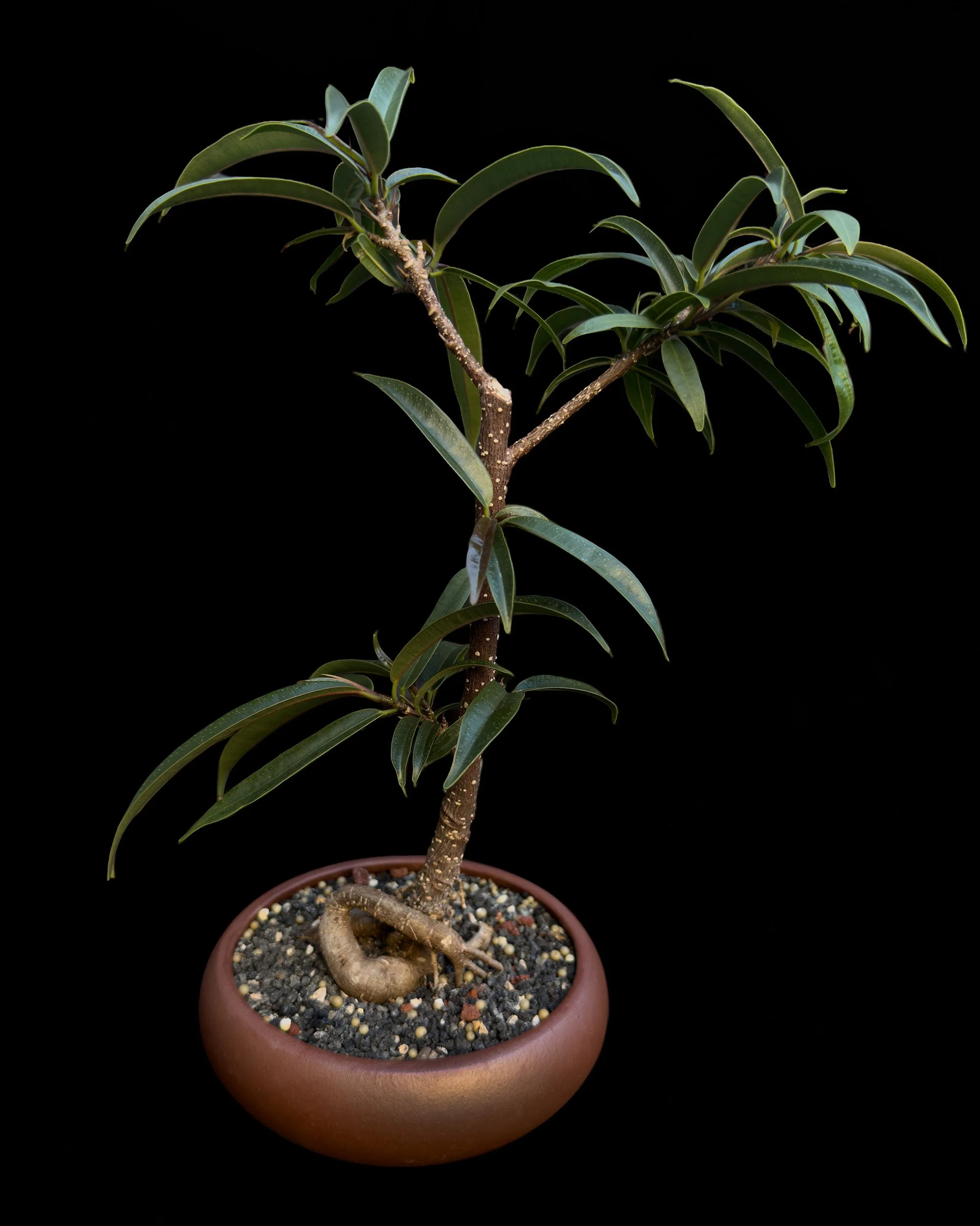Ficus ‘Amstel King’ (Ficus maclellandii ‘Amstel King’)