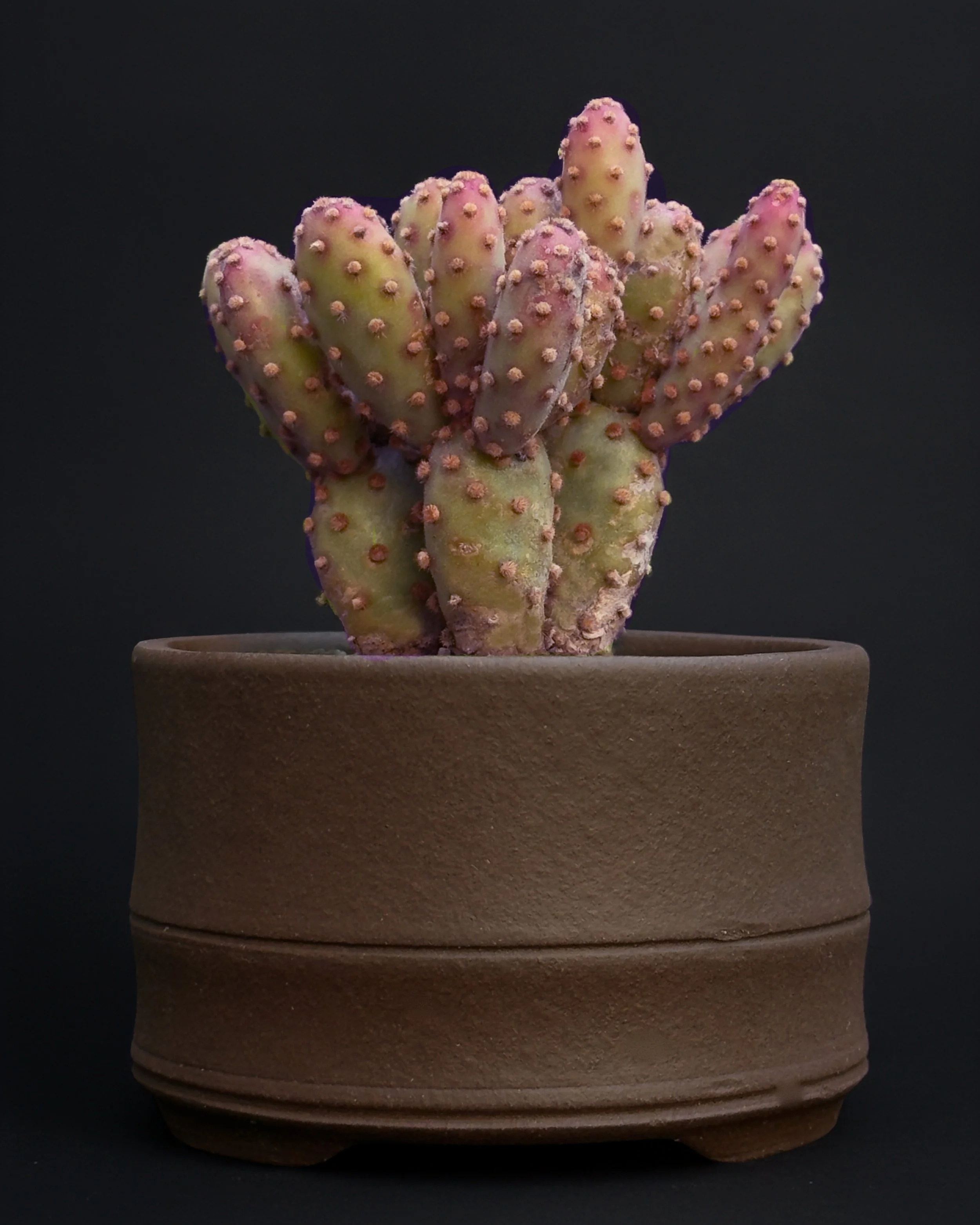 Cactus ‘Bunny Ear’ (Opuntia microdasys ‘purple’)