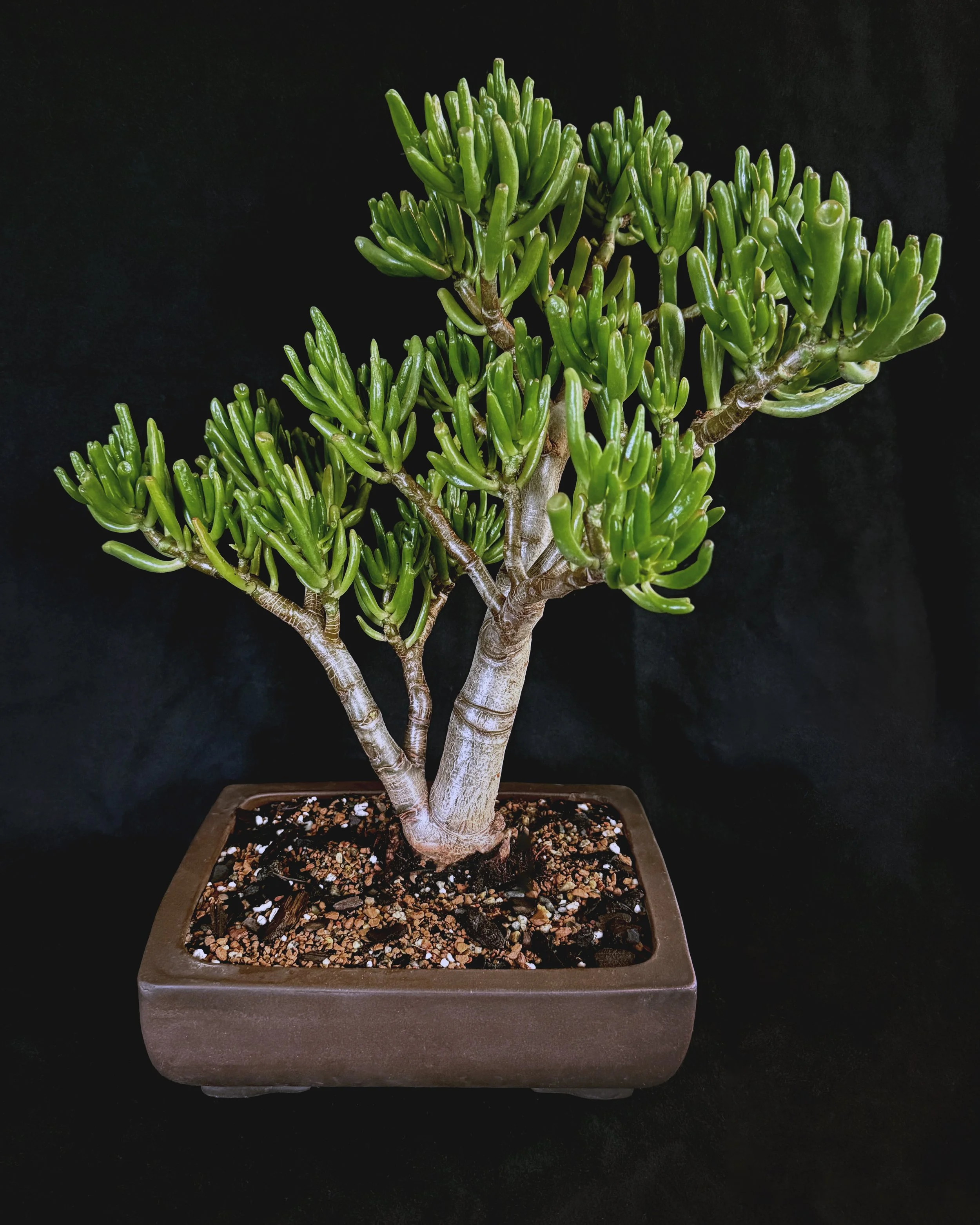 Crassula ovata 'Gollum'
