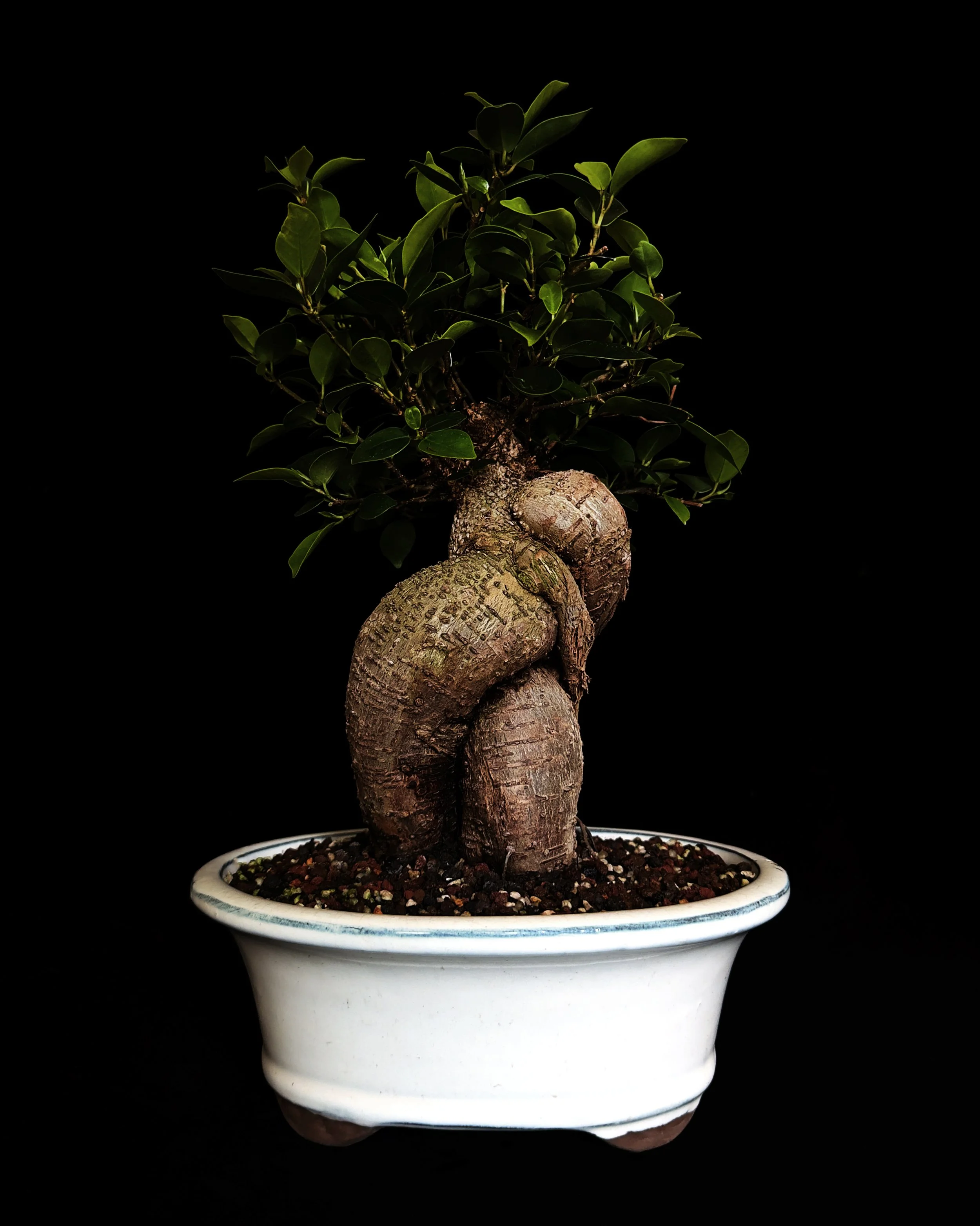 Ficus ‘Ginseng’ #04 (Ficus microcarpa)
