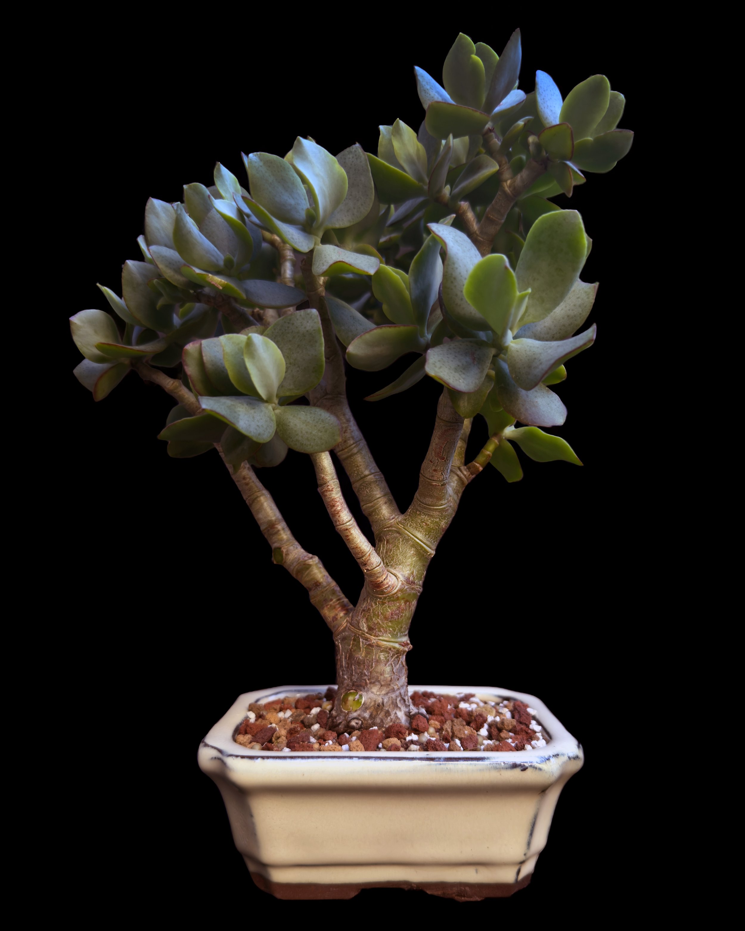 Jade ‘Ripple’ (Crassula arborescens undulatifolia) #01