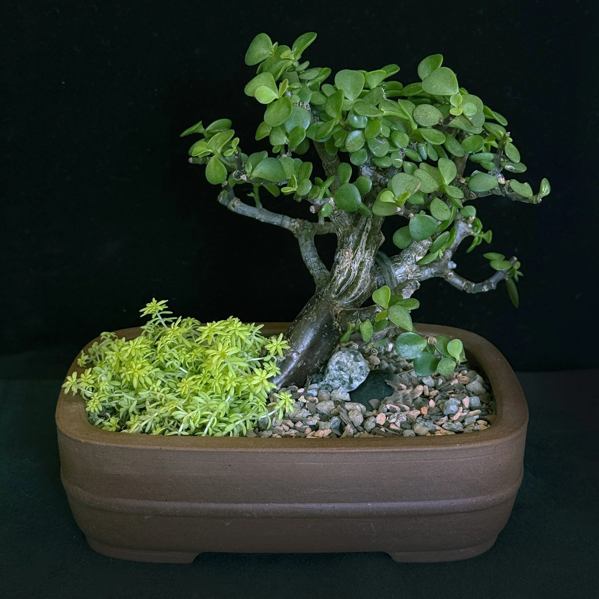 Jade ‘Dwarf’ (Portulacaria afra)