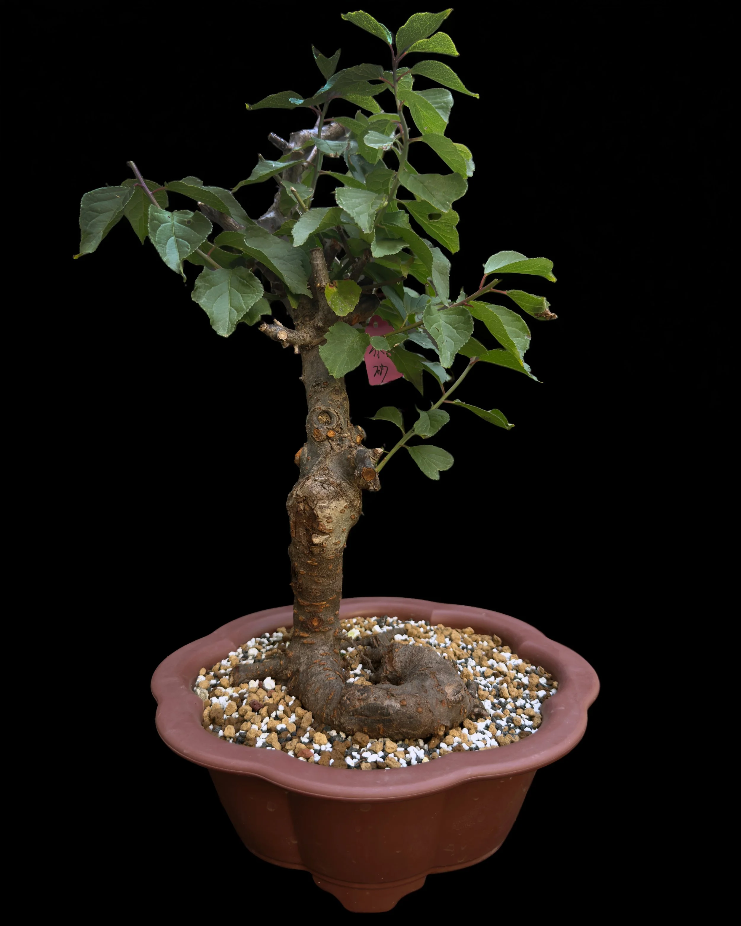 Plum ‘Zhu-sha’ (Prunus mume 'Zhusha')