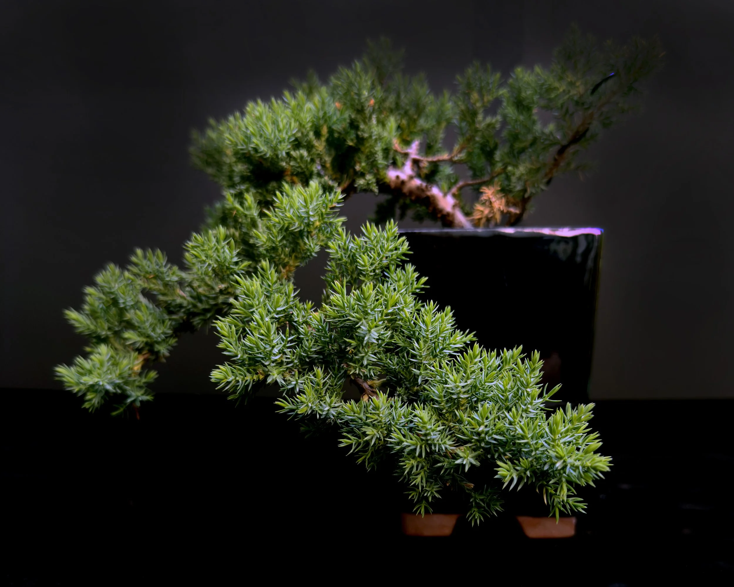 Juniper (Juniperus procumbens 'Nana') #02