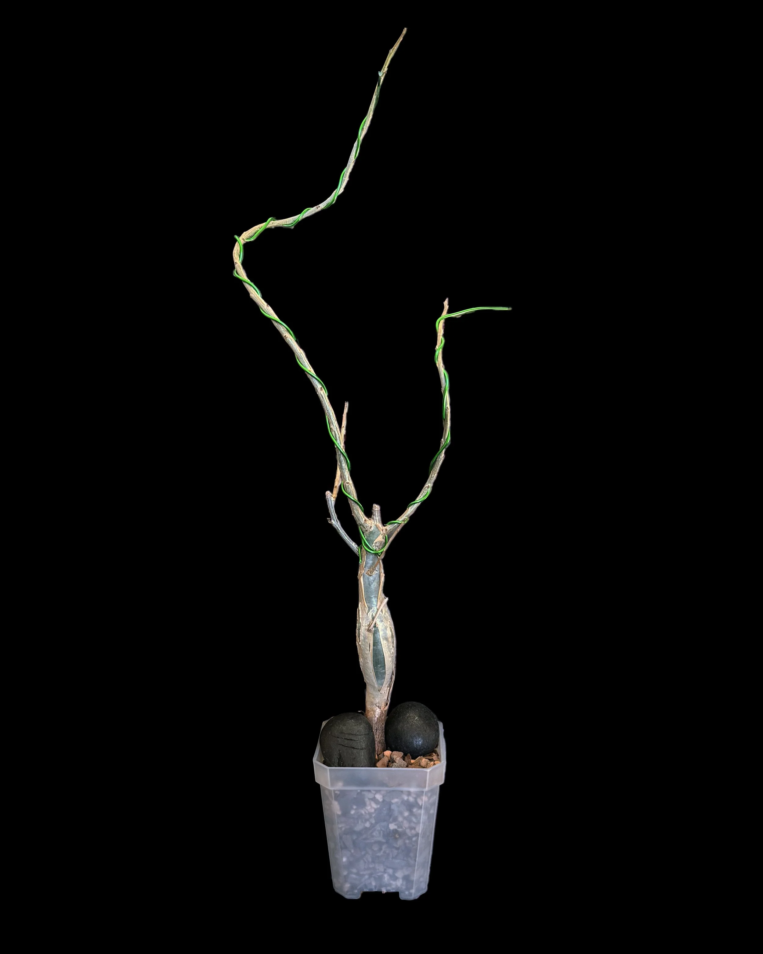 Bursera fagaroides #02 (dormant)