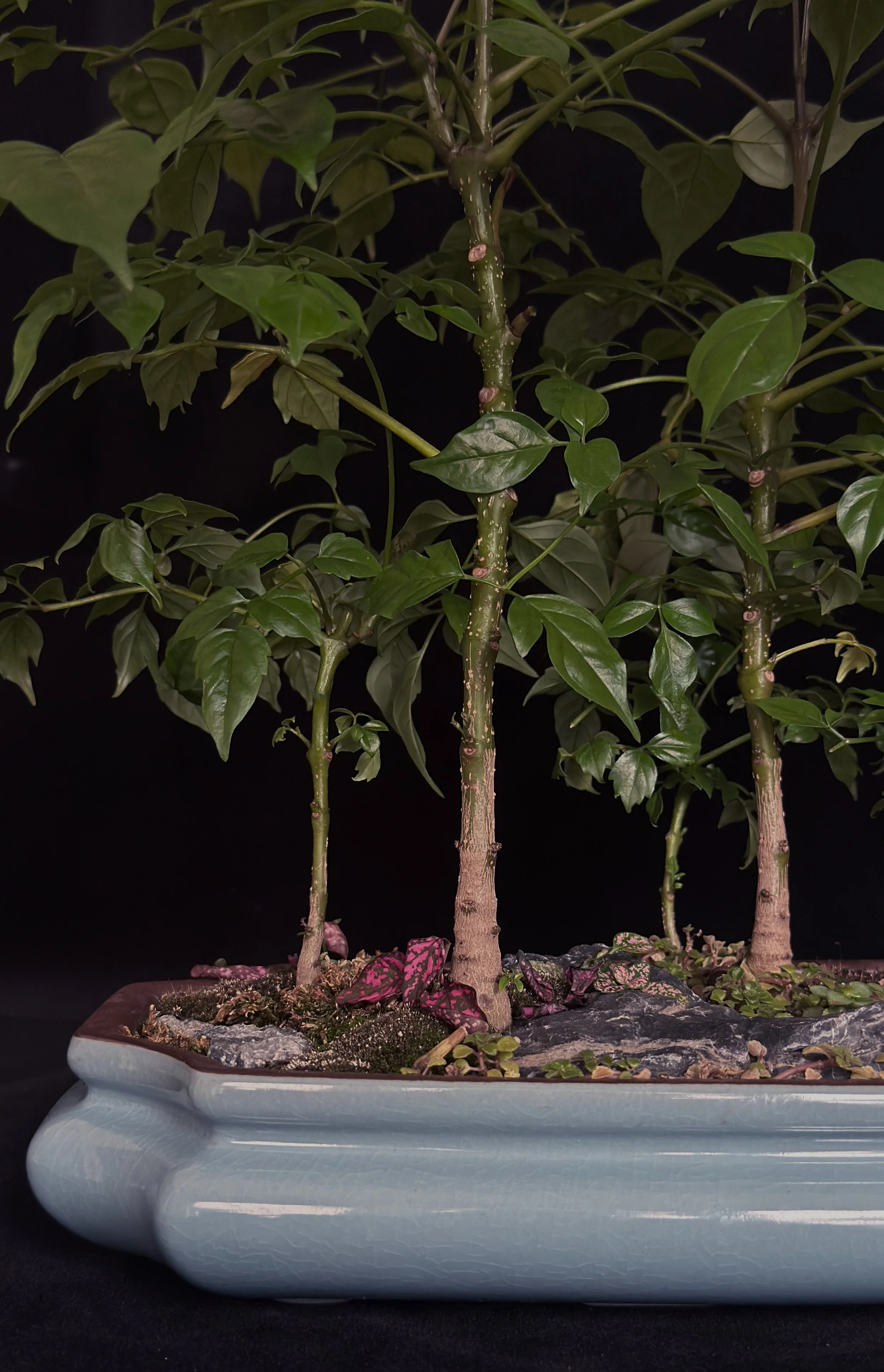 China Doll #02 (Radermachera sinica), Forest planting