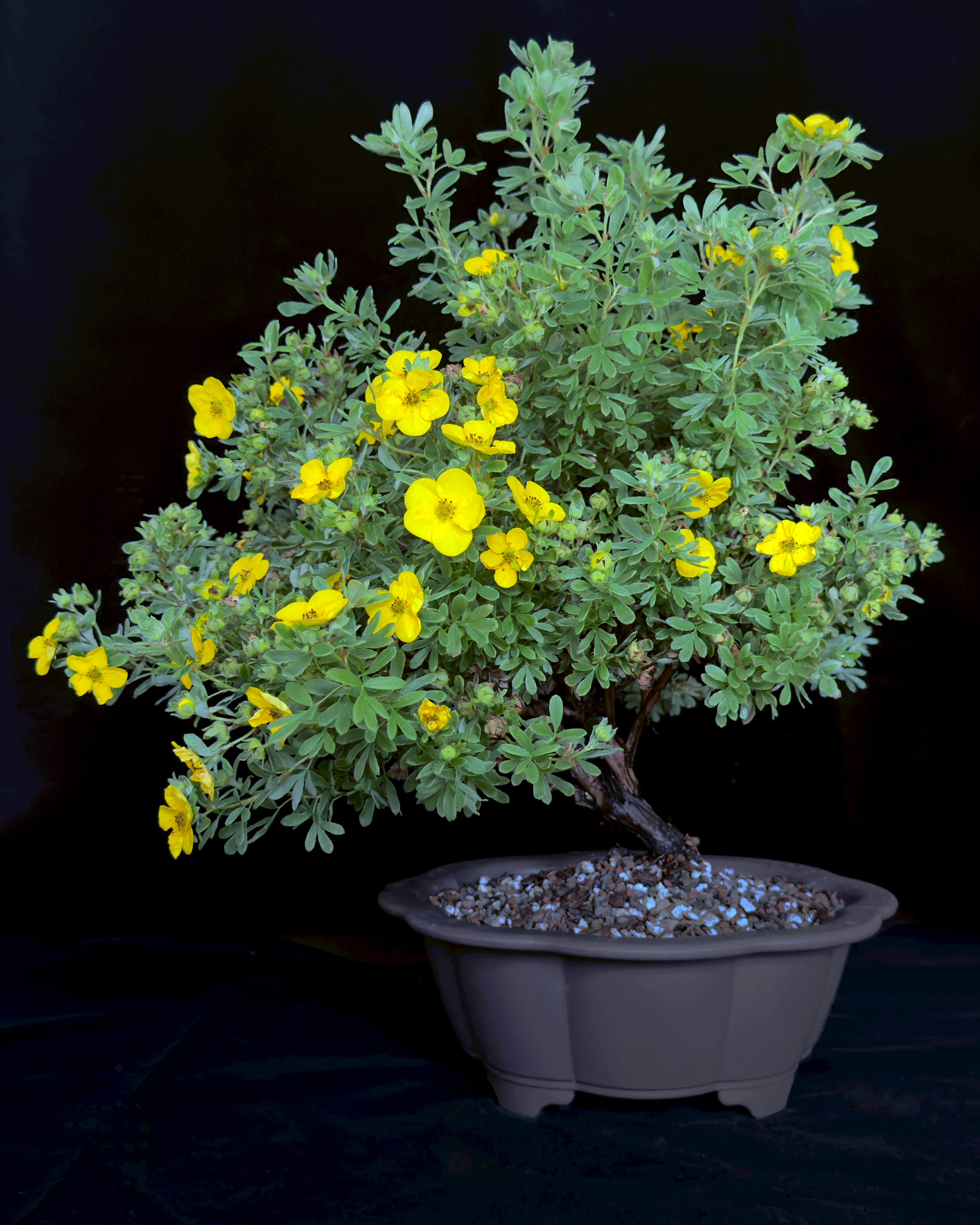 Potentilla, Happy Face Yellow (Potentilla fruticosa 'Happy Face Yellow')