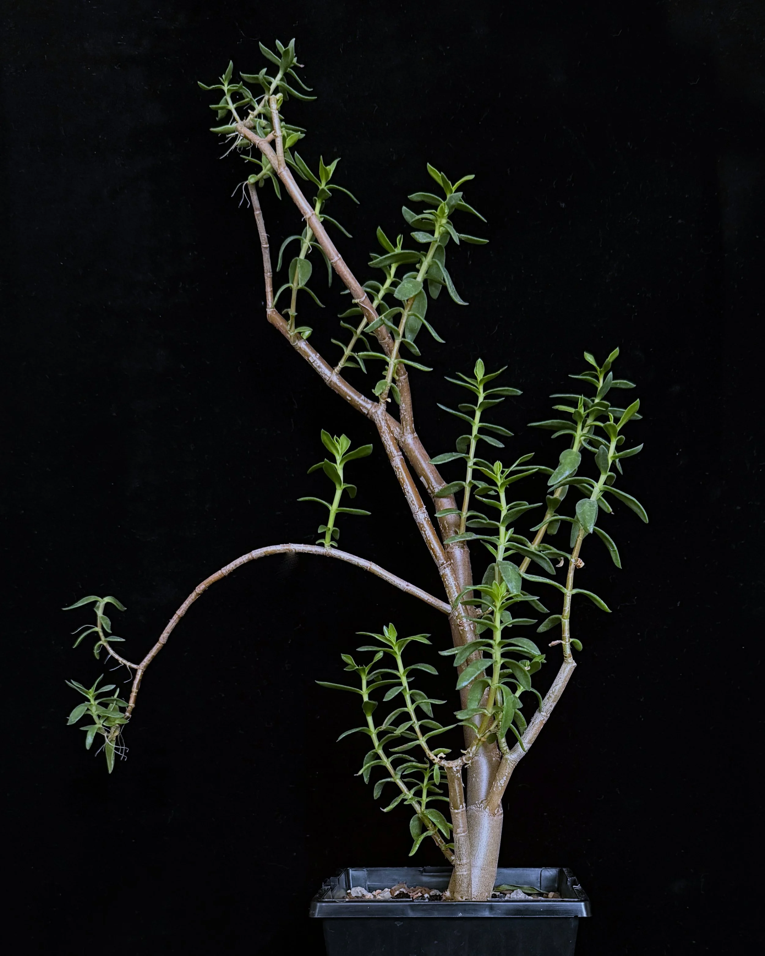 Crassula sarcocaulis