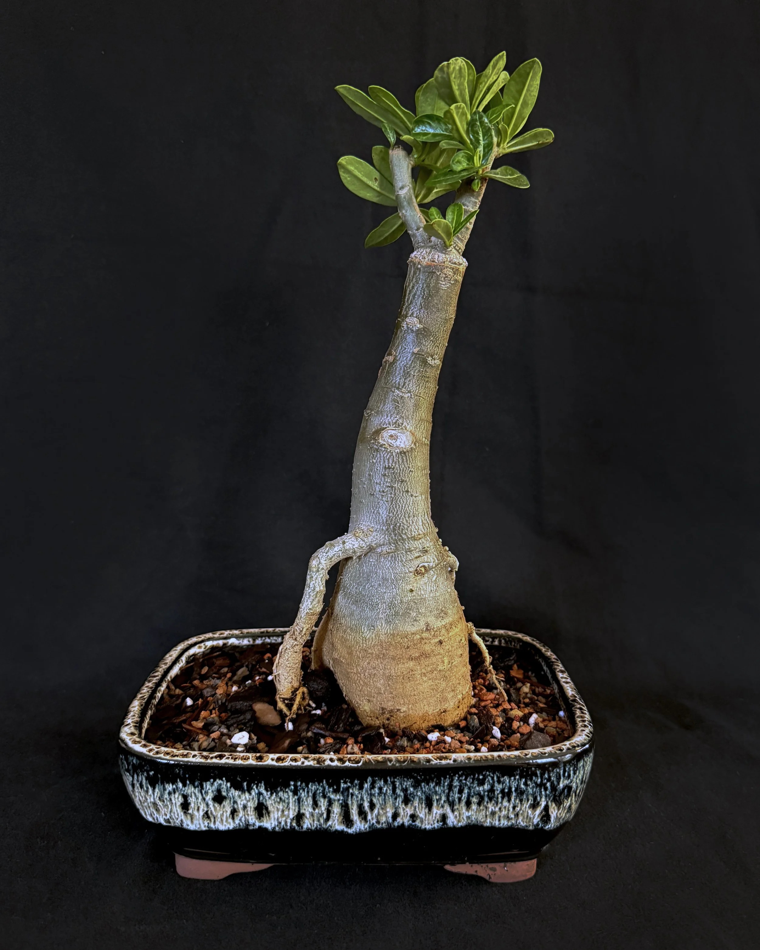 Desert Rose