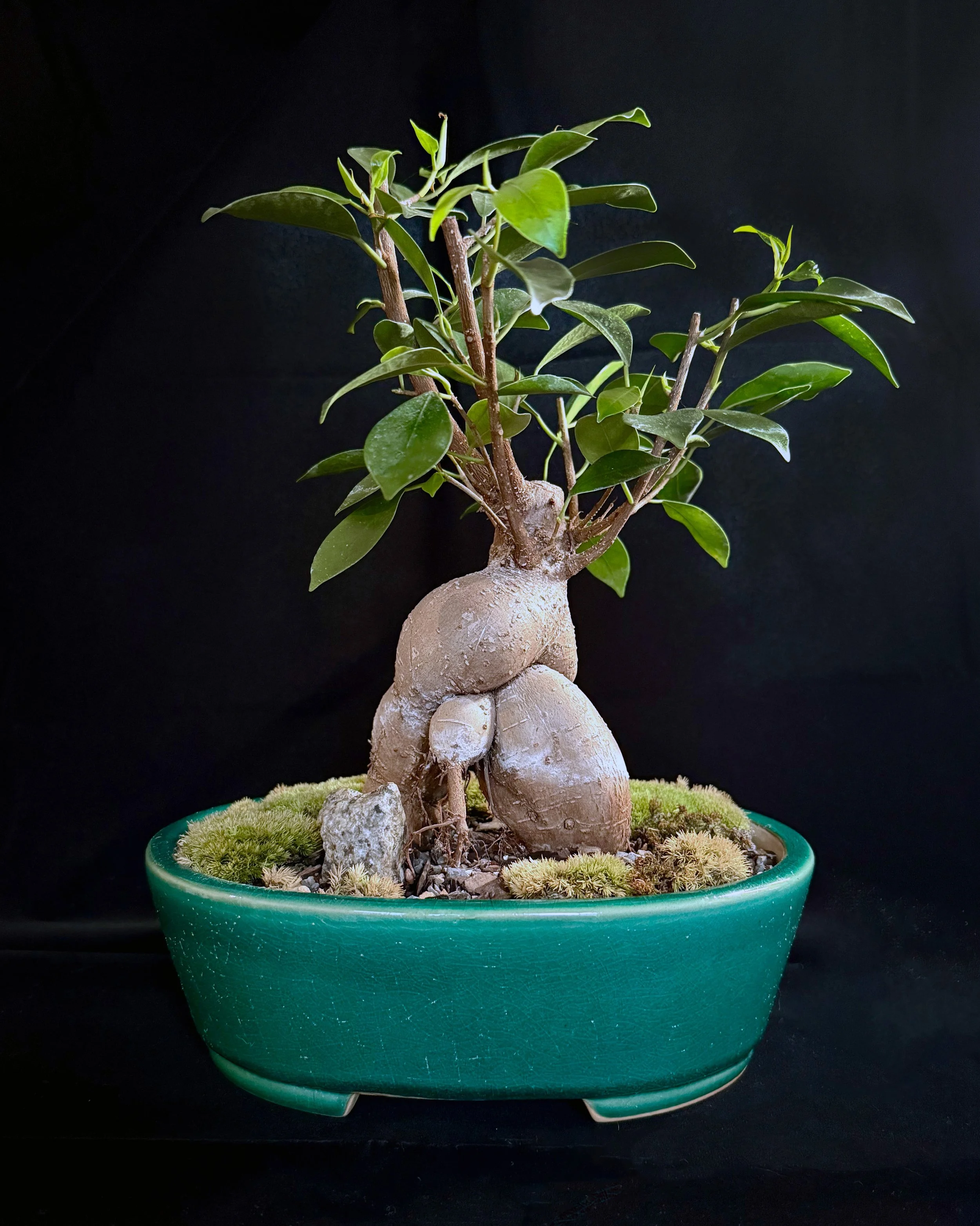 Ficus “Ginseng” (Ficus Microcarpa)