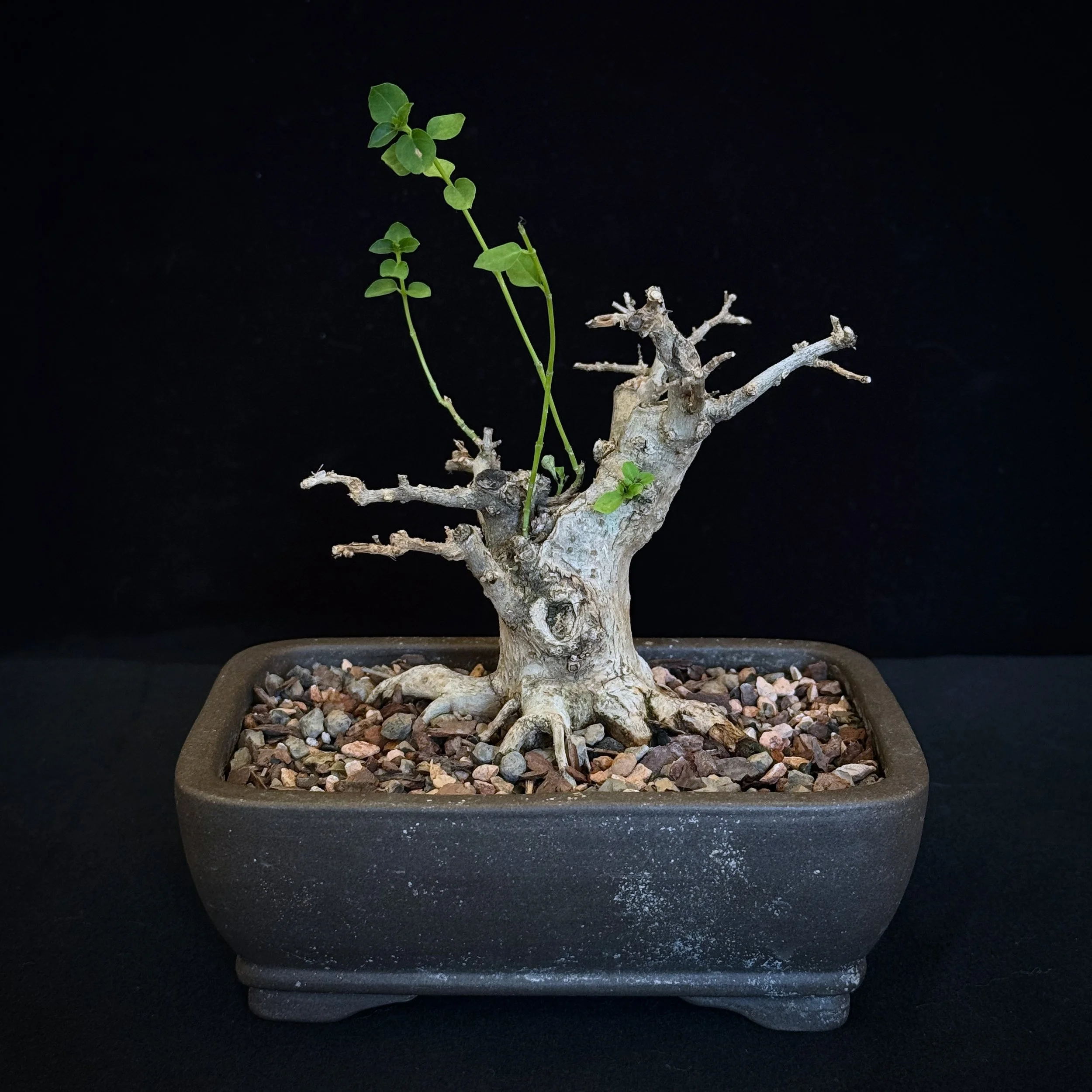 Premna, Dormant (Premna microphylla)