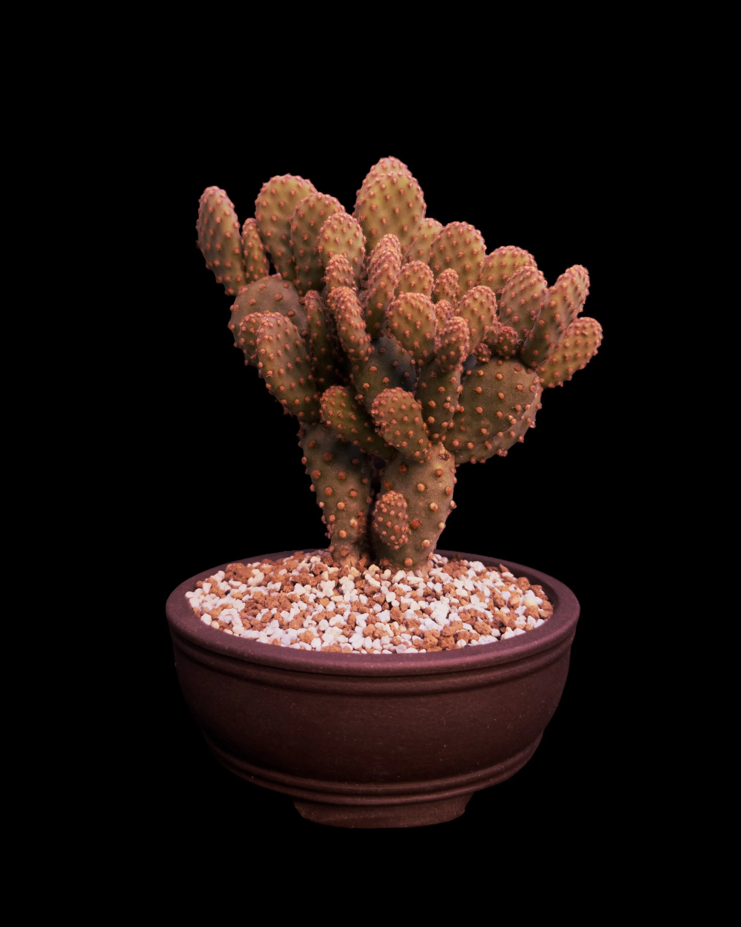 Cactus ‘Bunny Ear’ (Opuntia rufida minima ‘Cinnamon’)