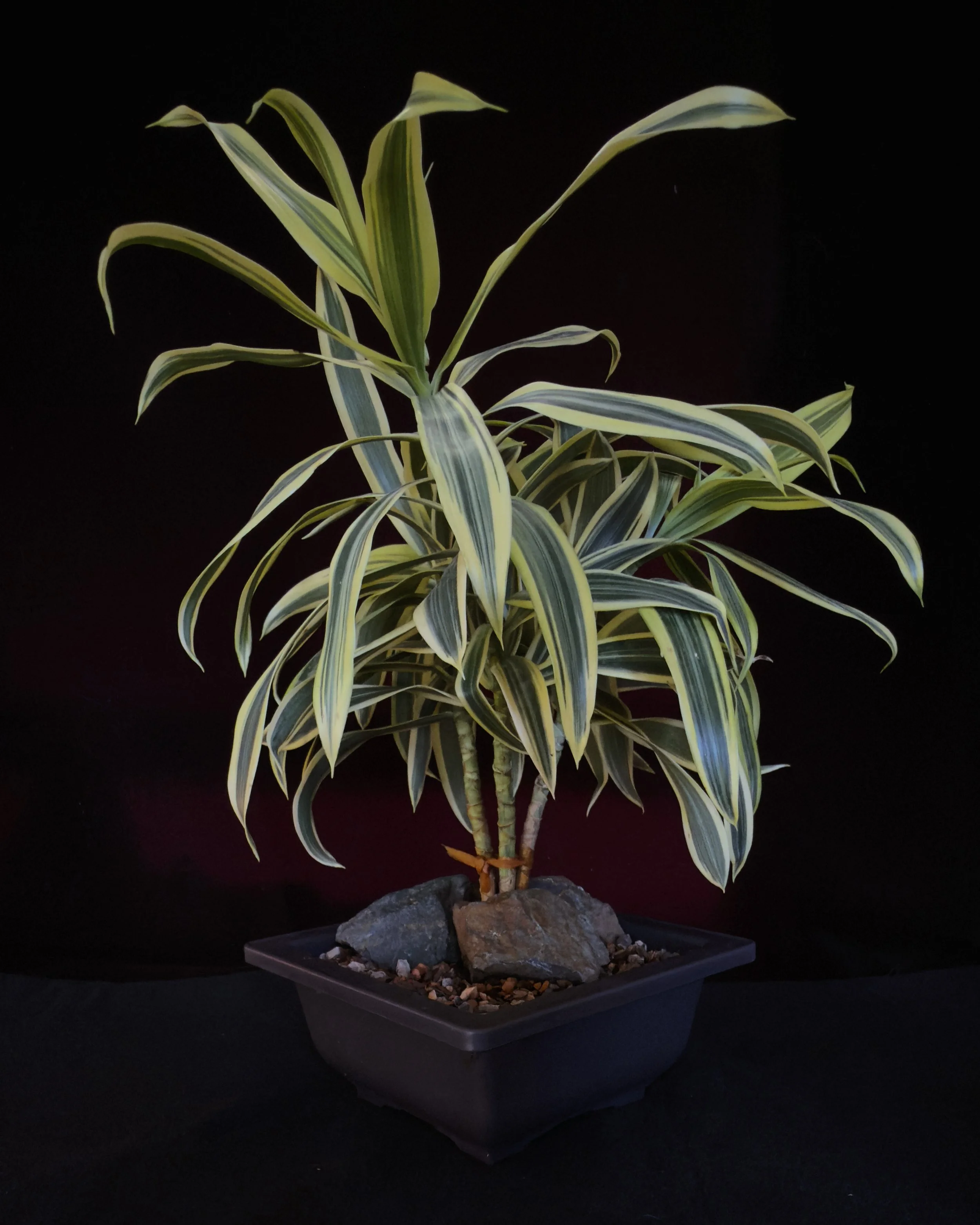 Song of India (Dracaena reflexa)