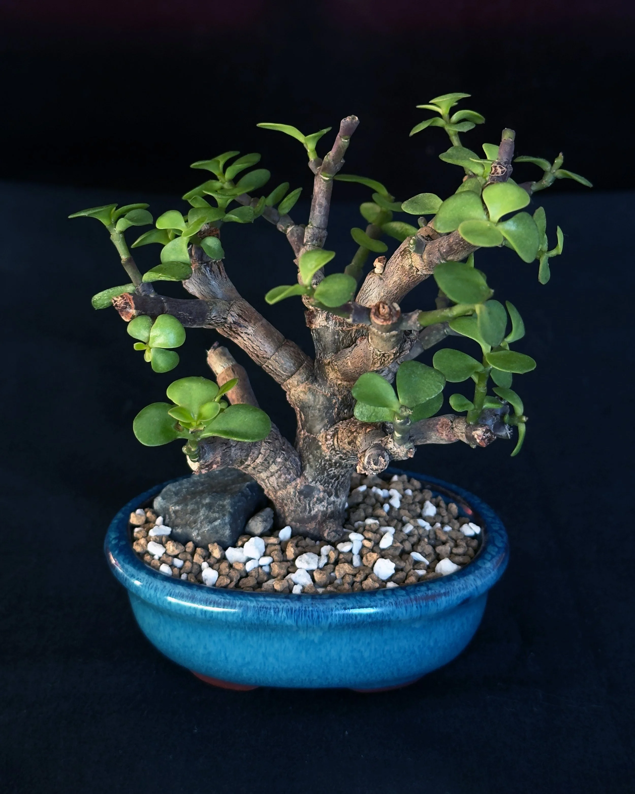 Jade ‘Dwarf’ (Portulacaria afra)