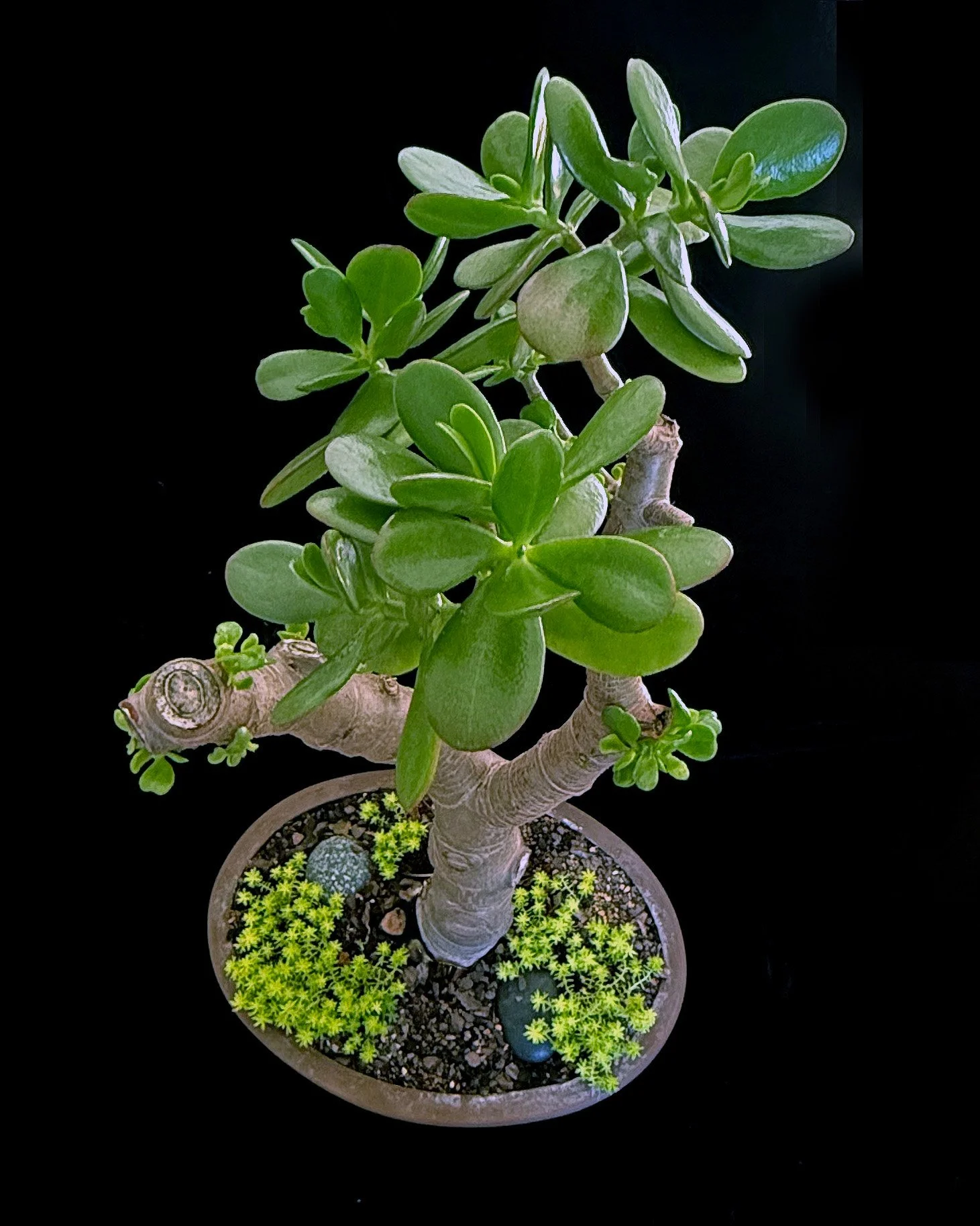 Jade (Crassua ovata)