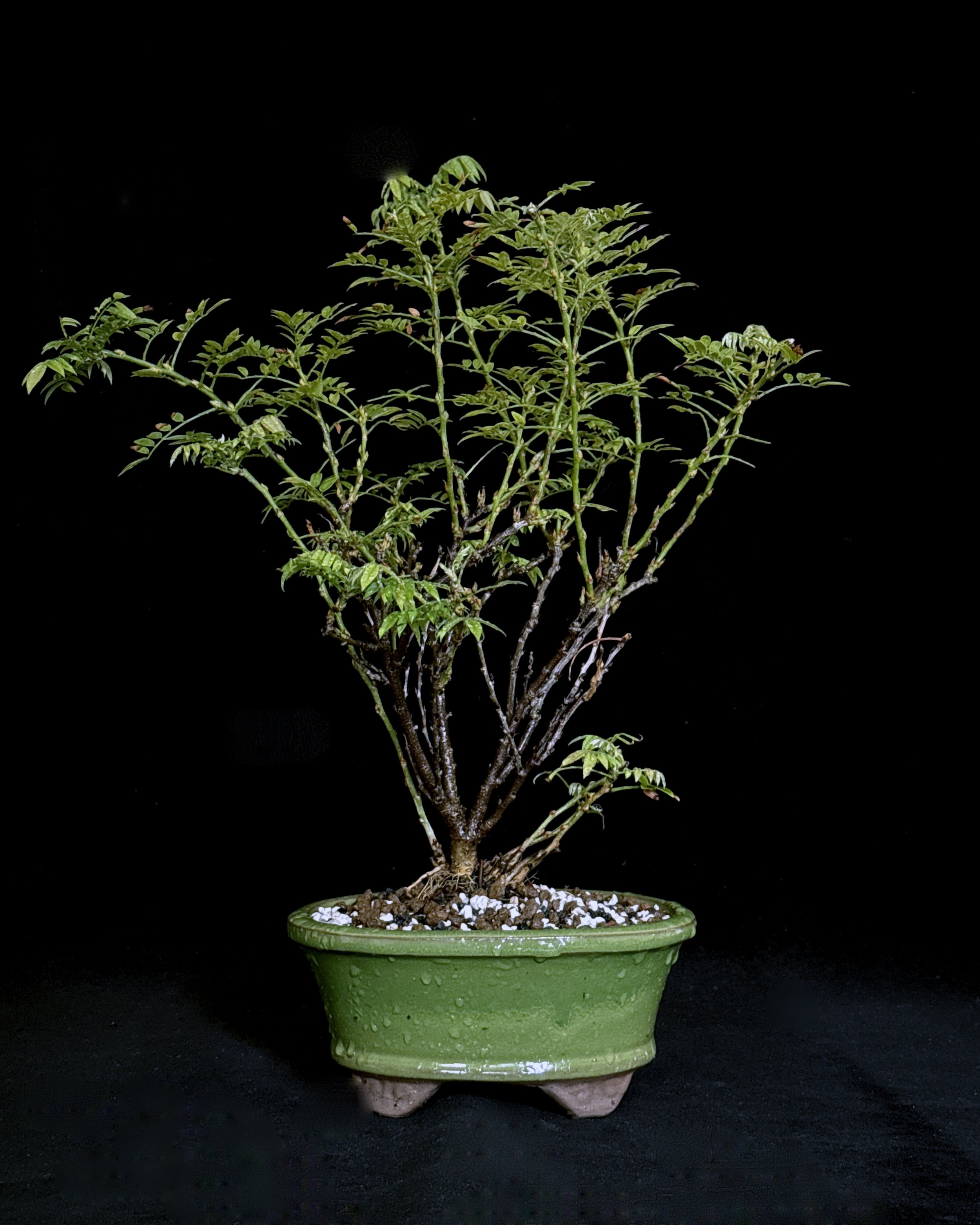 Wisteria, Dwarf (Millettia japonica ‘Hime fuji’)