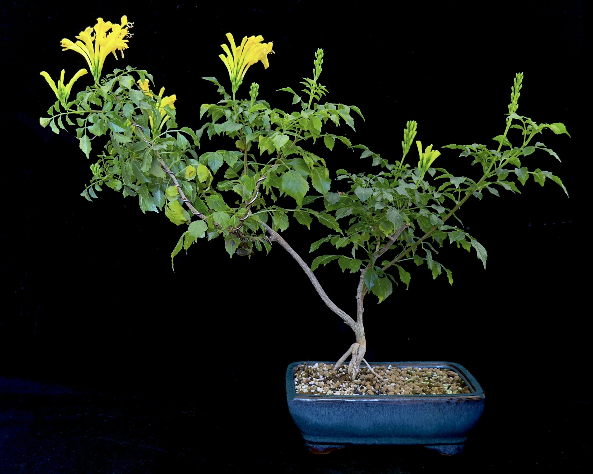 Honeysuckle, Cape (Tecoma capensis)