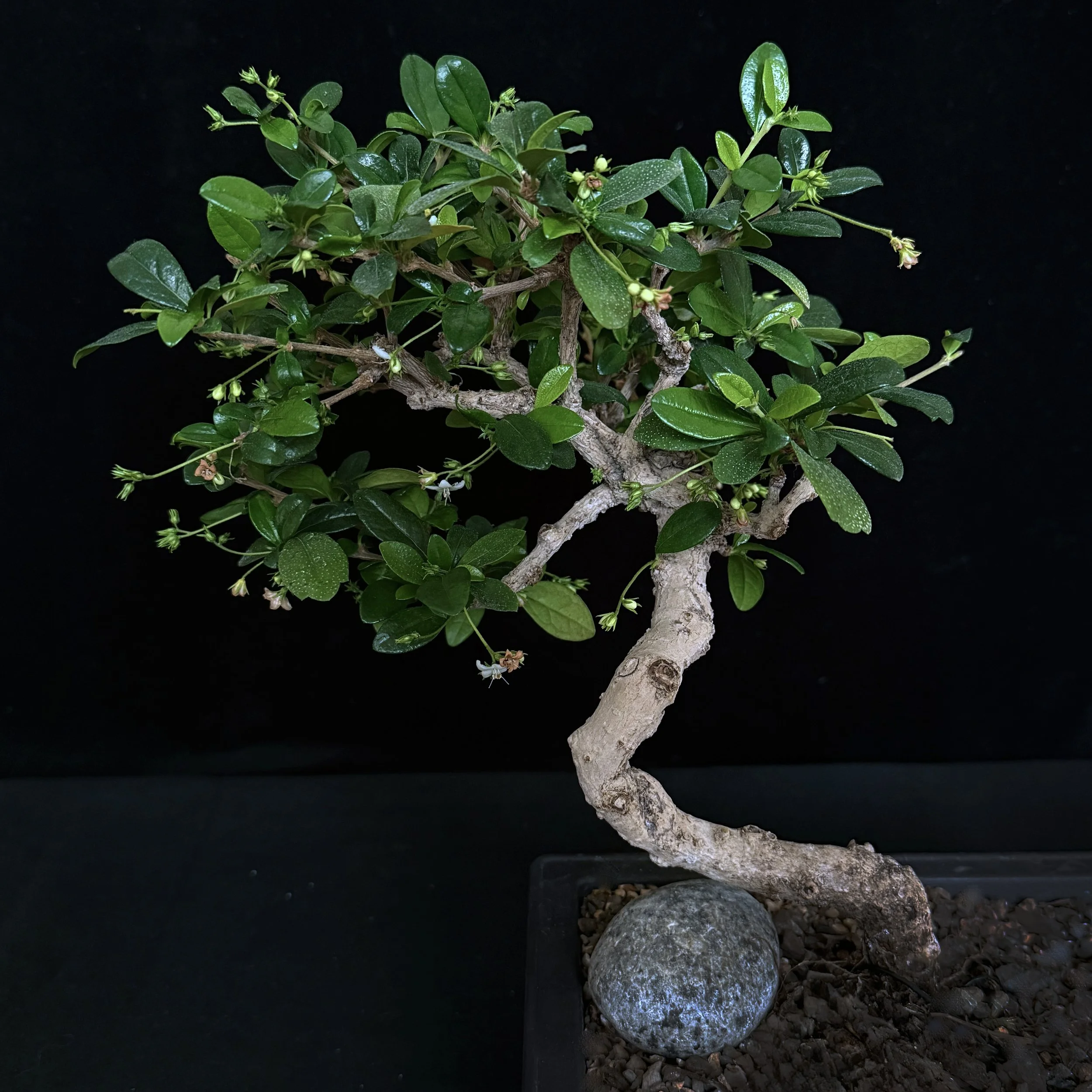 Fukien Tea #01 (Carmona retusa)