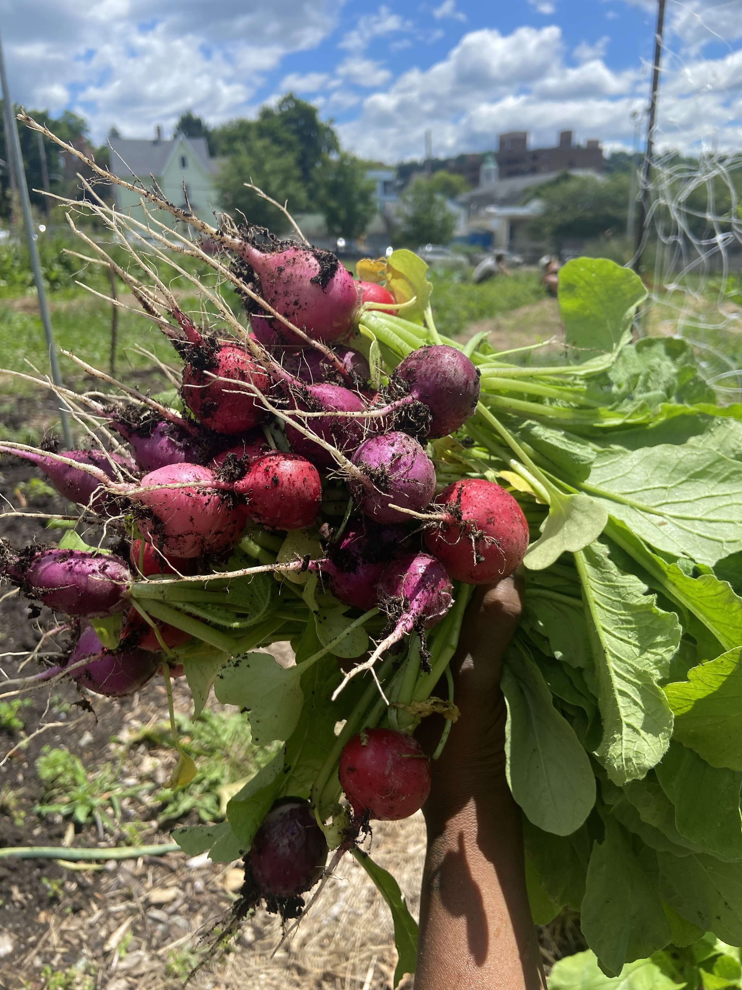 A person holding freshly harvested radishes with green leaves still attached in a garden under a partly cloudy sky.