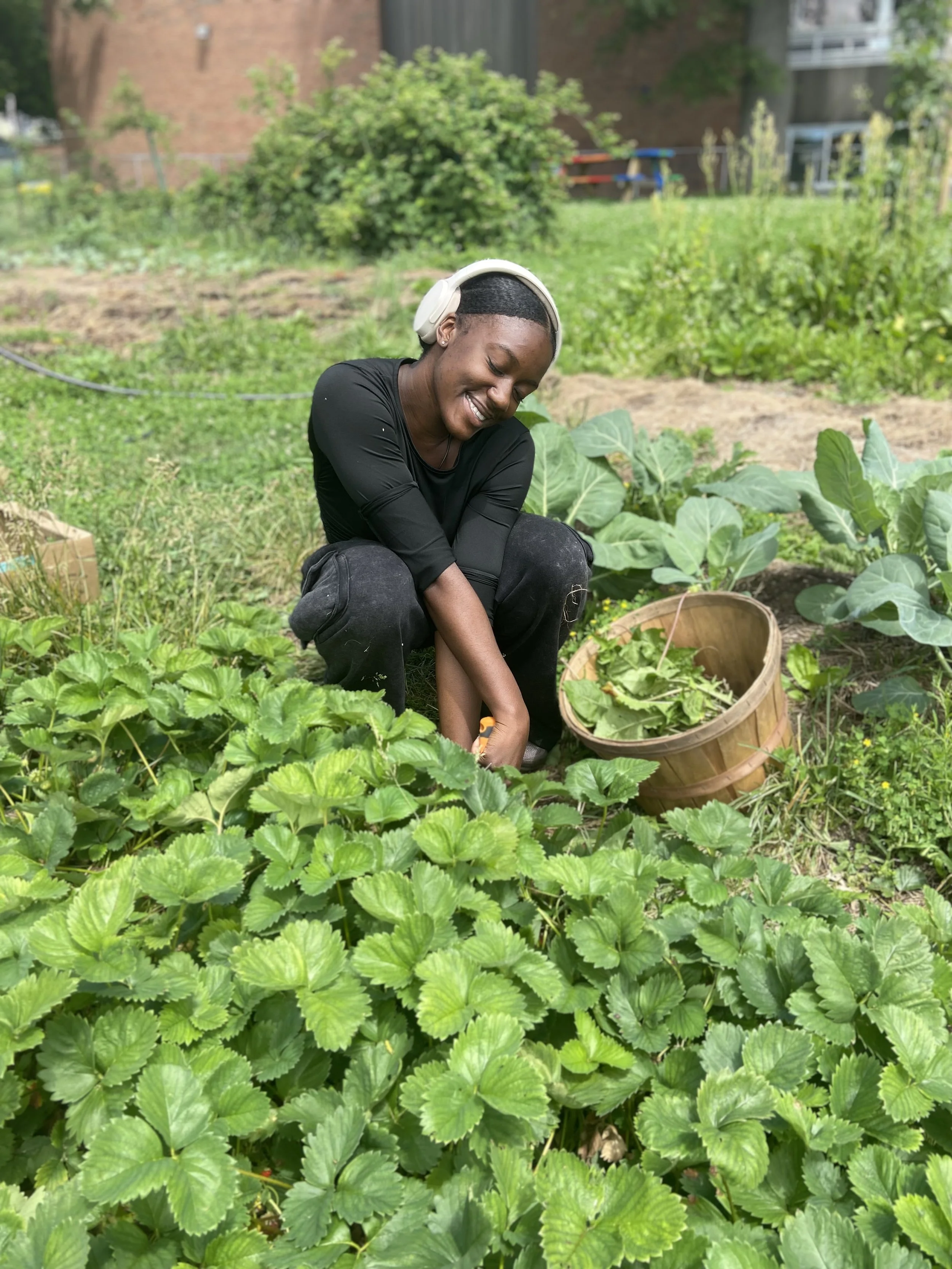 A woman smiling while harvesting strawberries in a garden, with leafy plants and a wooden basket nearby.