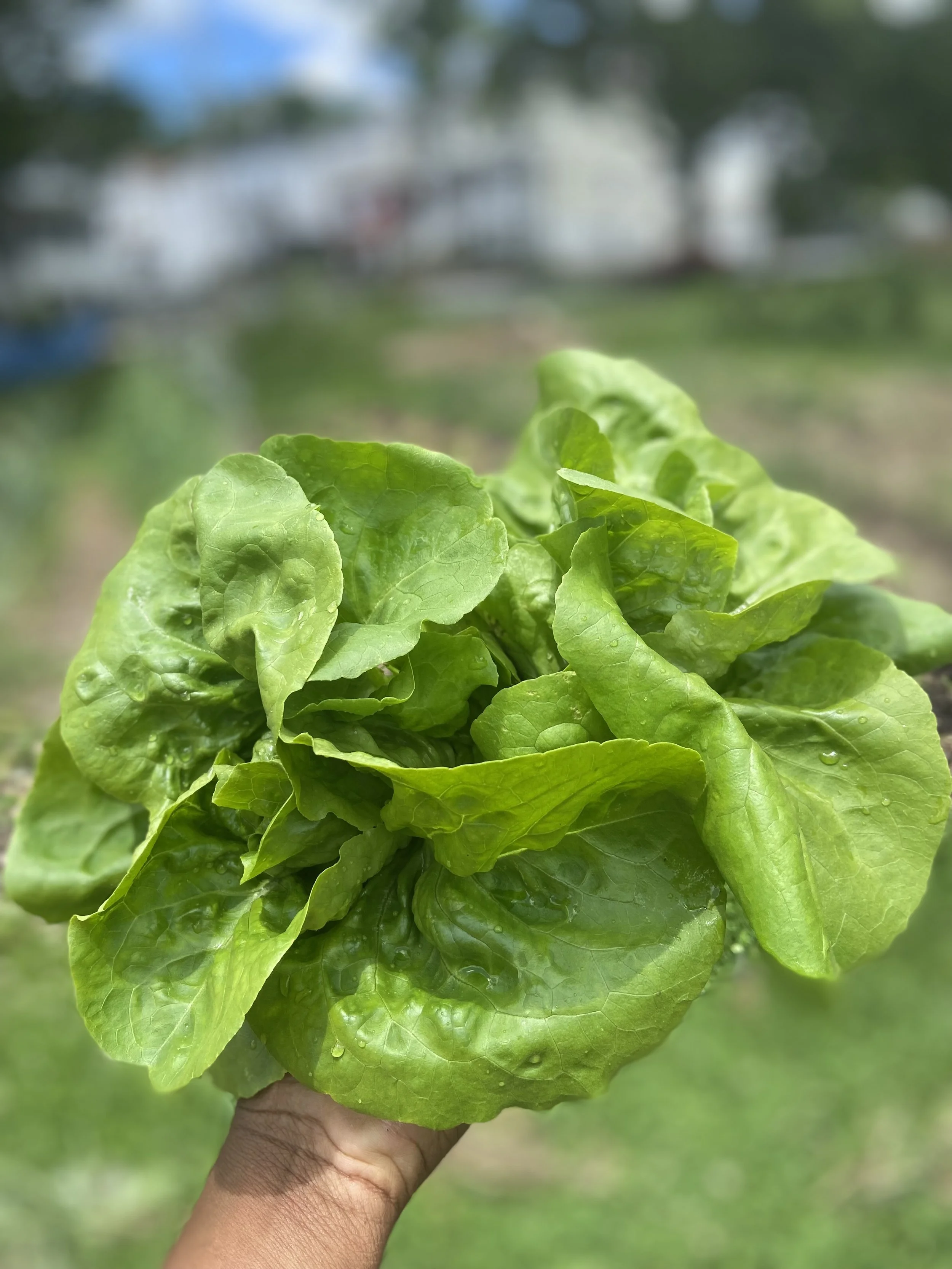 A hand holding a bunch of fresh green lettuce outdoors with a blurred background of trees and buildings.