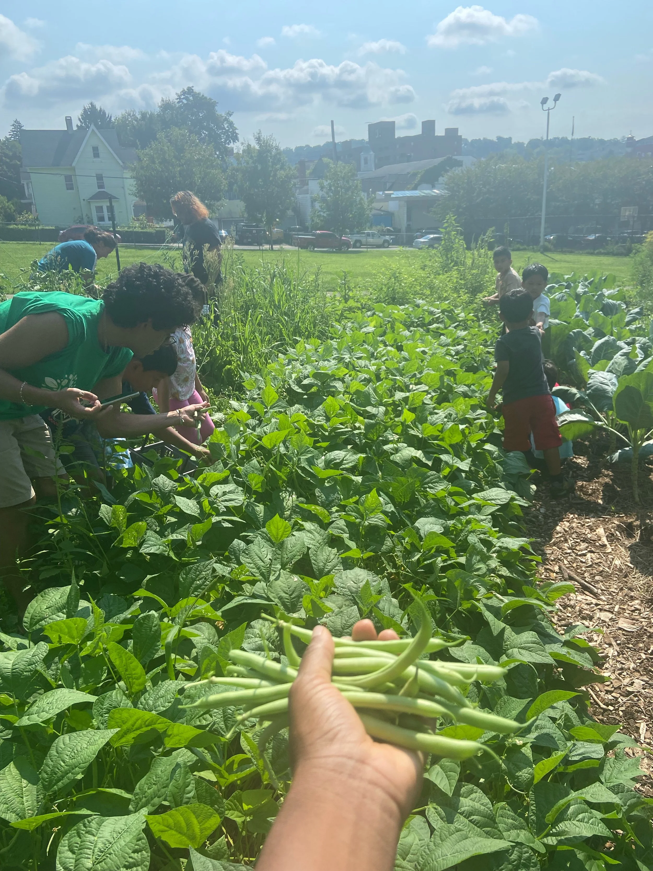 Person holding green beans in the foreground while children and adults harvest vegetables in a community garden on a sunny day.