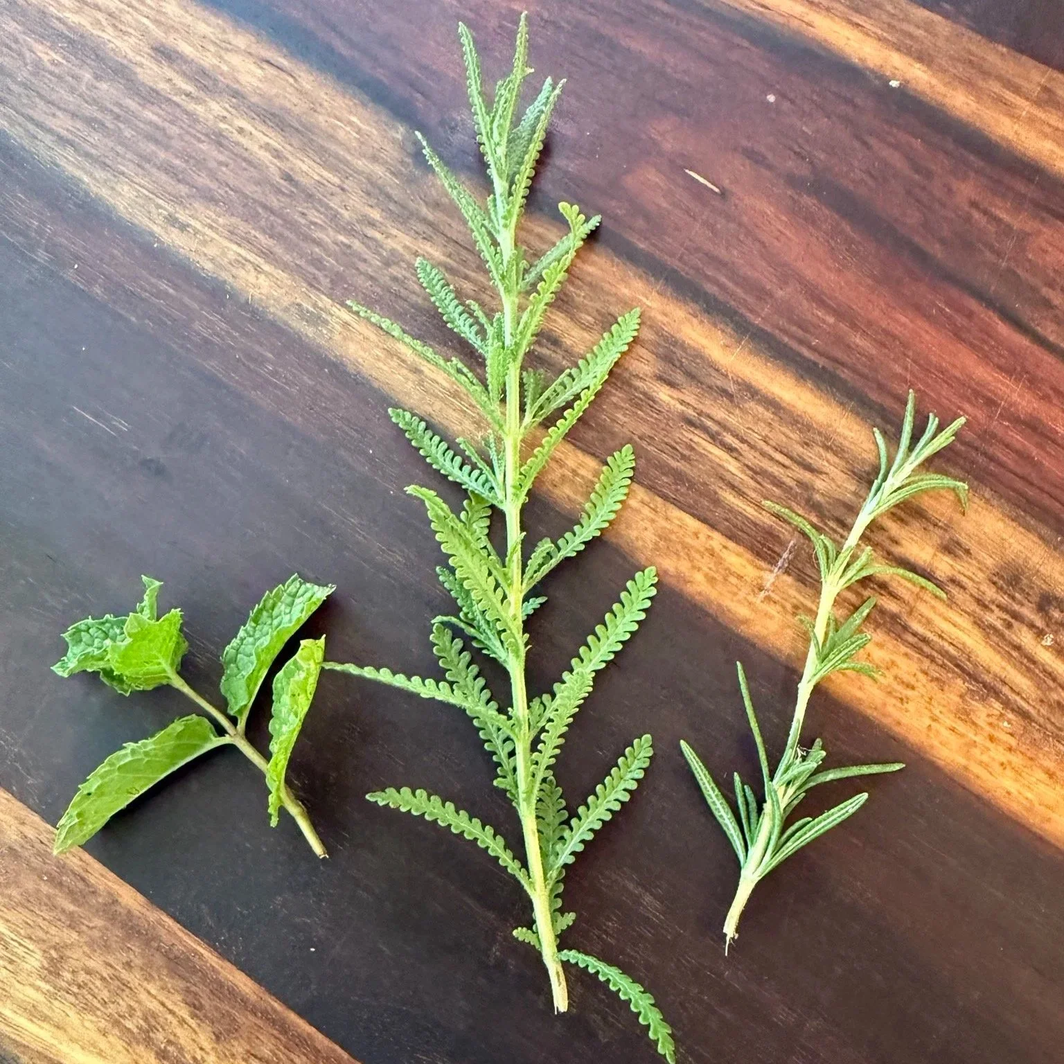 Herbs representing the essential oils used to scent select Landmade Co. soaps