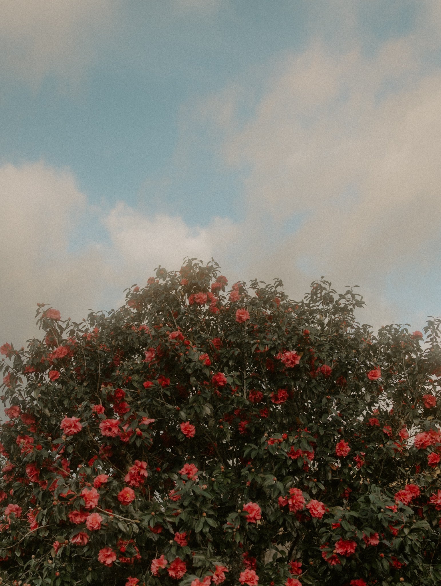 The Tiu Family-60.jpg