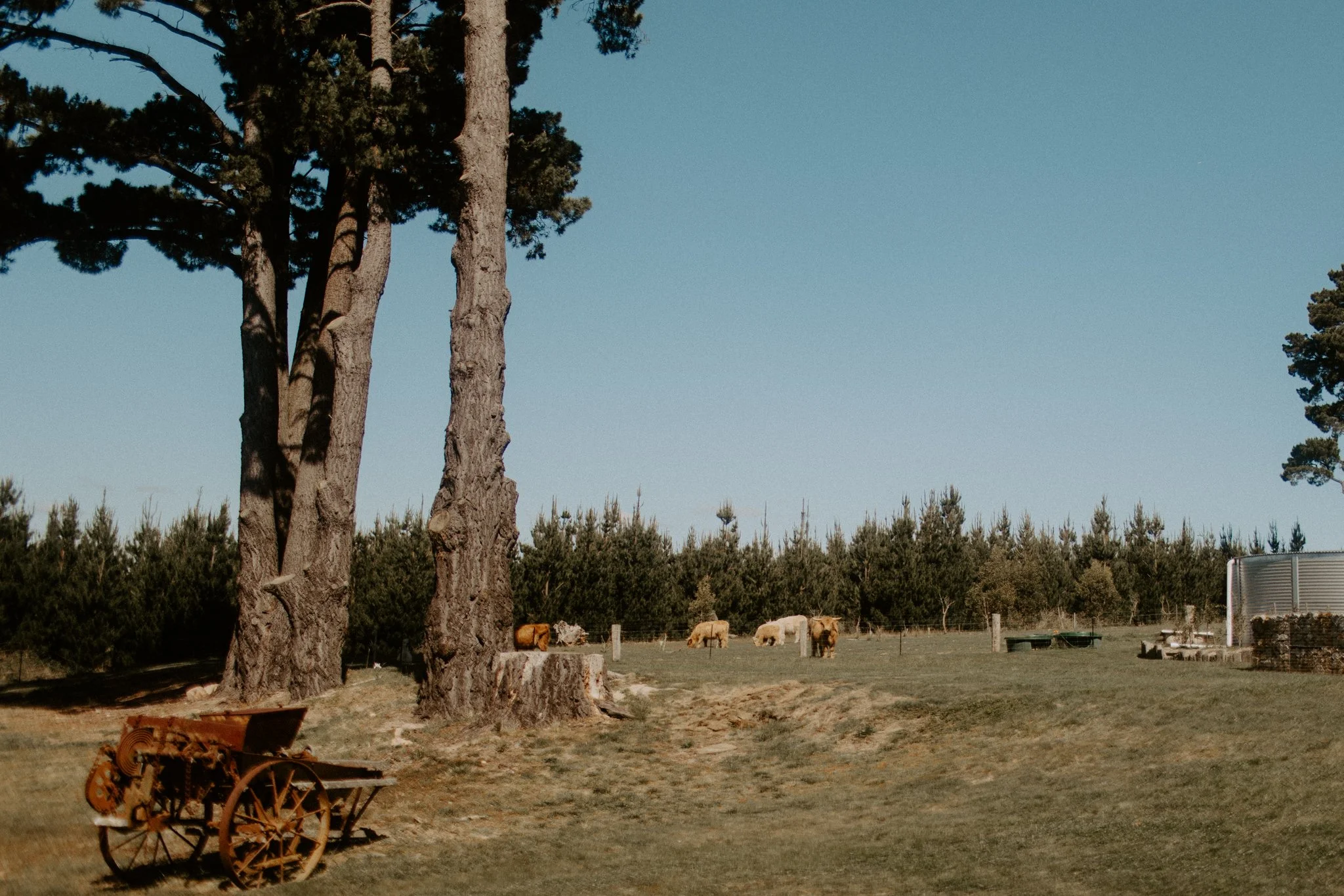 A rural scene with four cows grazing in a grassy field, large trees and a forested area in the background, and an old rusted farm equipment in the foreground.