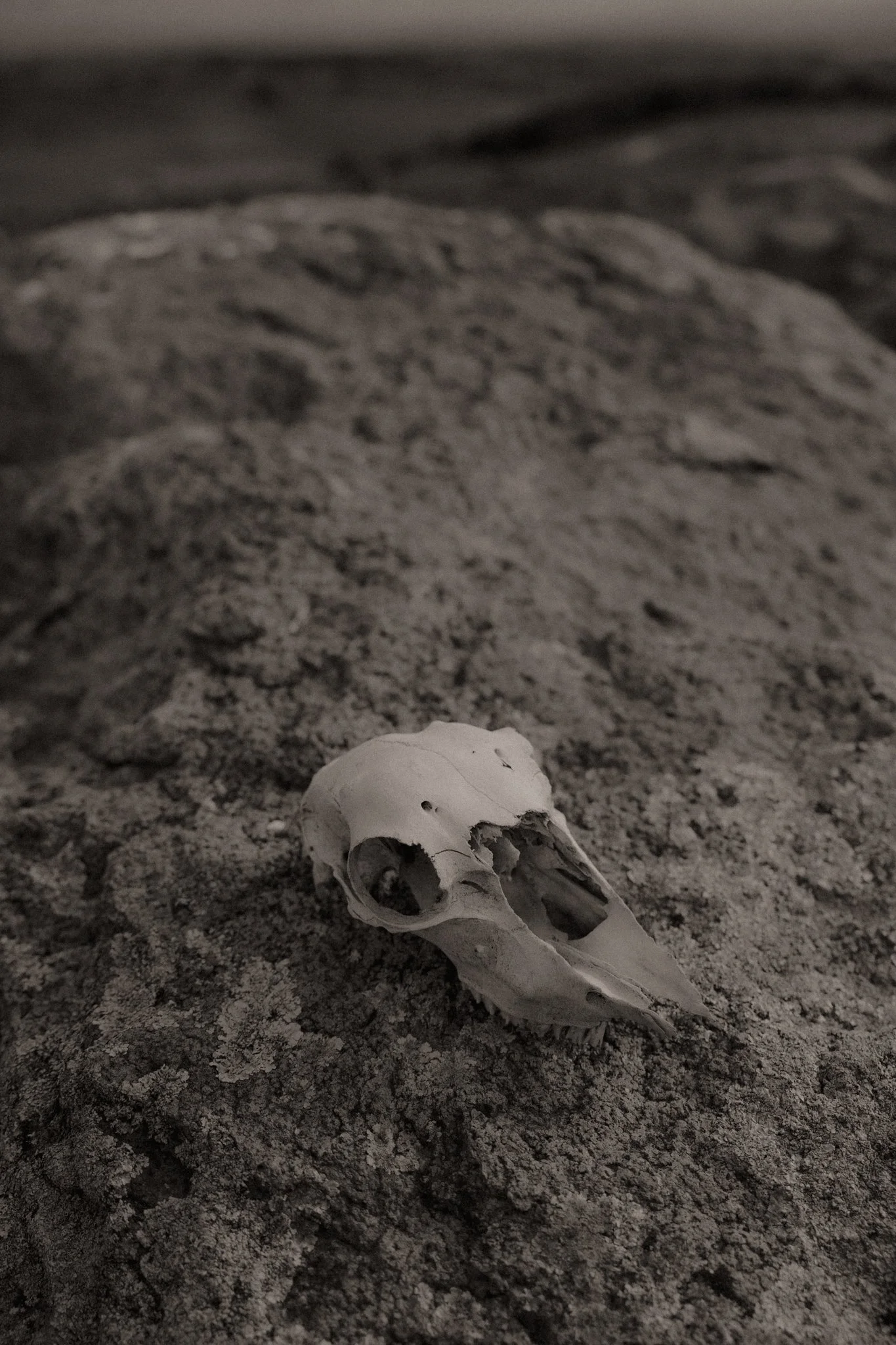 The Nunn Family-12.jpg