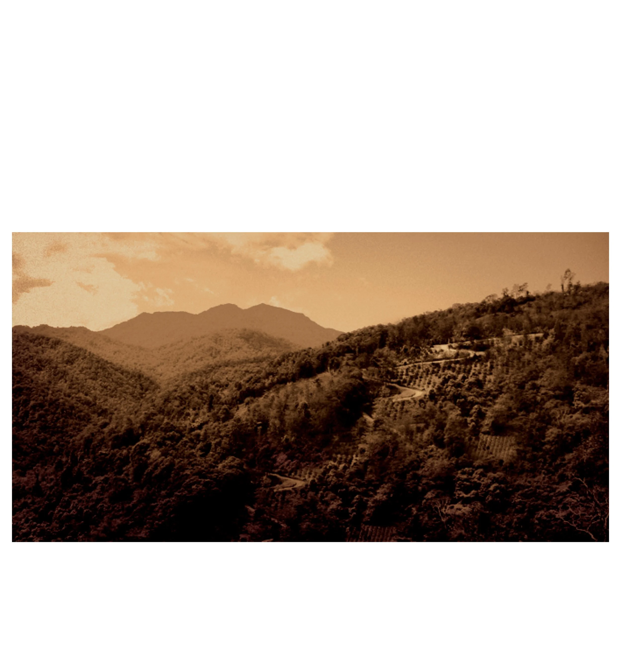 plantation photo.jpg