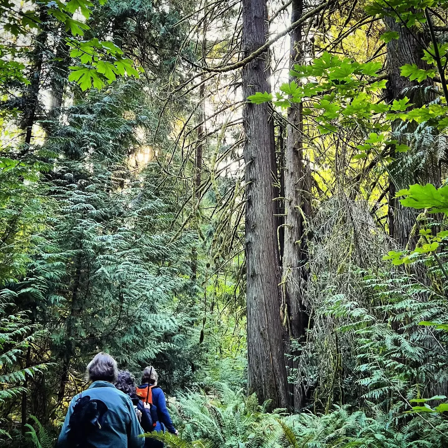 I was able to take a small group out this week for some quiet reflection amidst the trees on a friend's property. So grateful to spend time in the woods with thoughtful women.
#foresttherapy #natureasmedicine #restorative