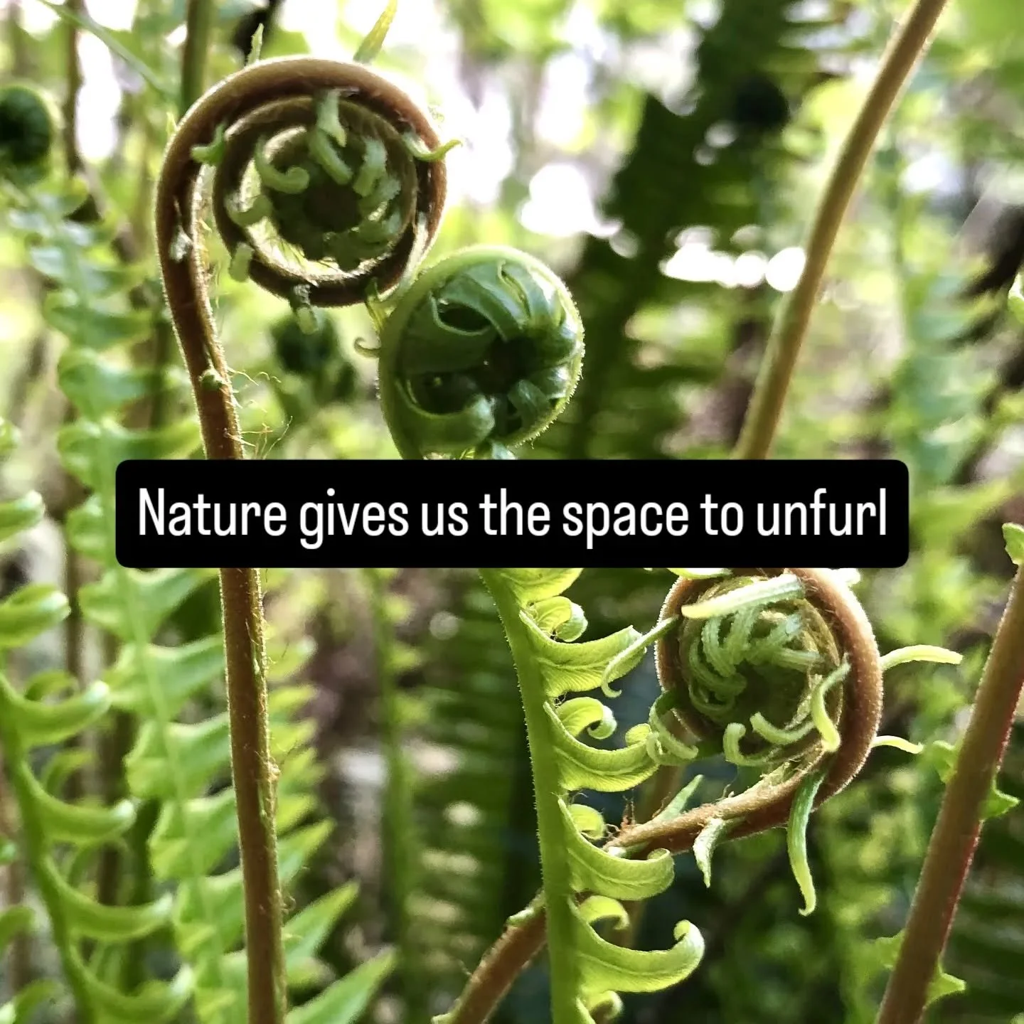 Shout to @imlou_lou for the lovely fern photo. #natureheals #caregiverburnout #burnoutrecovery #stressrelief