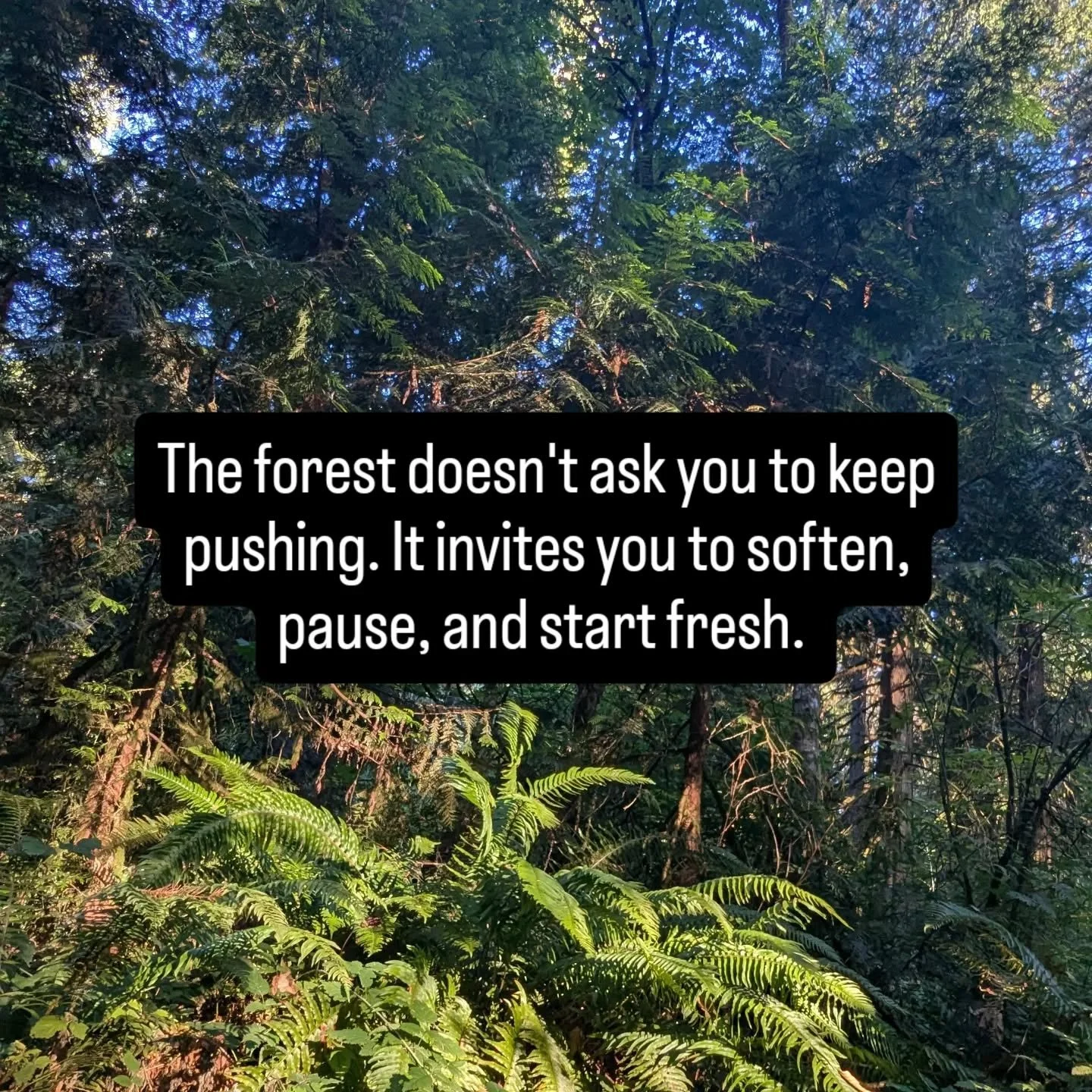 #foresttherapy #stressrelief #burnoutrecovery #natureheals