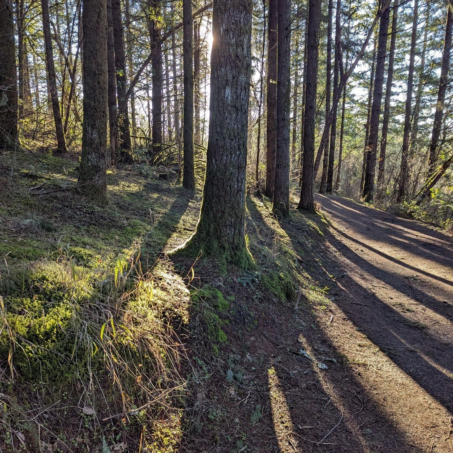 As a nurse and a parent, it often feels so overwhelming that self-care just feels like another task on the to-do list. Time in nature doesn't end up feeling that way. 

I'm thrilled to announce that my first nurse-led Forest Therapy walks are open fo
