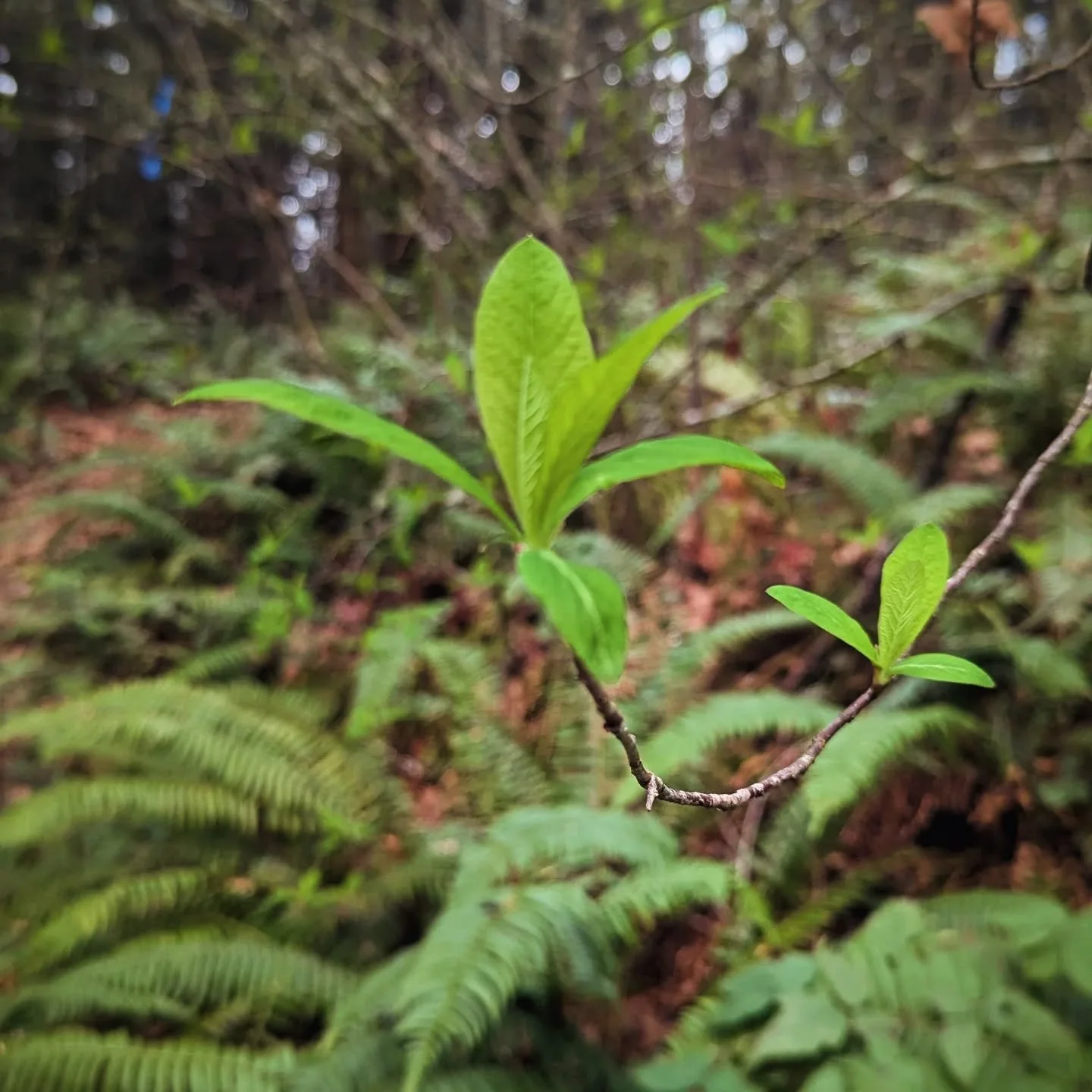 When I was a kid, I lived in the woods of Western Oregon. This plant, Osoberry, is usually the first one on the land to leaf out in Spring. As we didn't know it, my mom and I named it the 'Fleur de Lis' tree, as its emergent leaf clusters  reminded u