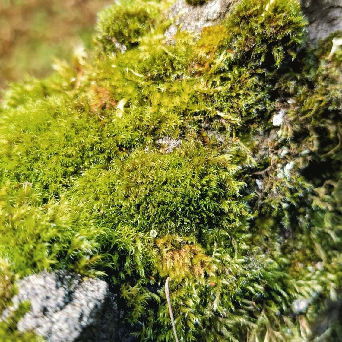 April Forest Awakening Event is happening next Saturday, April 4! We will dig into the ideas of expansion and unfurling as we observe the forest around us preparing for the rush of new growth. This is a two hour session, hosted on land my family has 