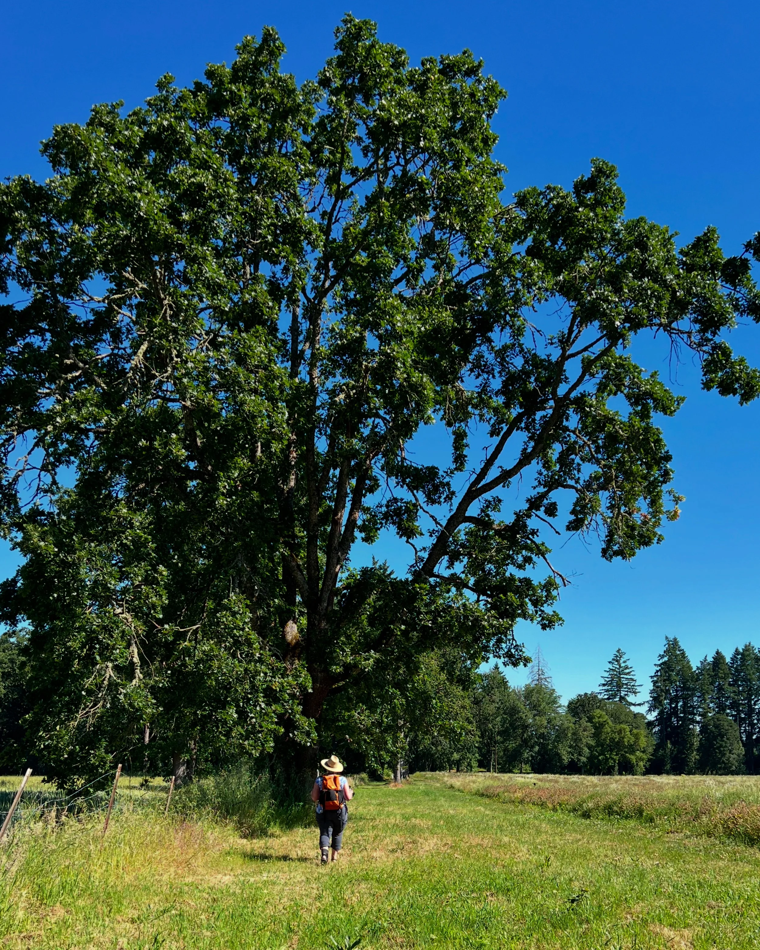 A person wearing a straw hat and carrying a backpack walking through a grassy field towards a large tree under a clear blue sky.