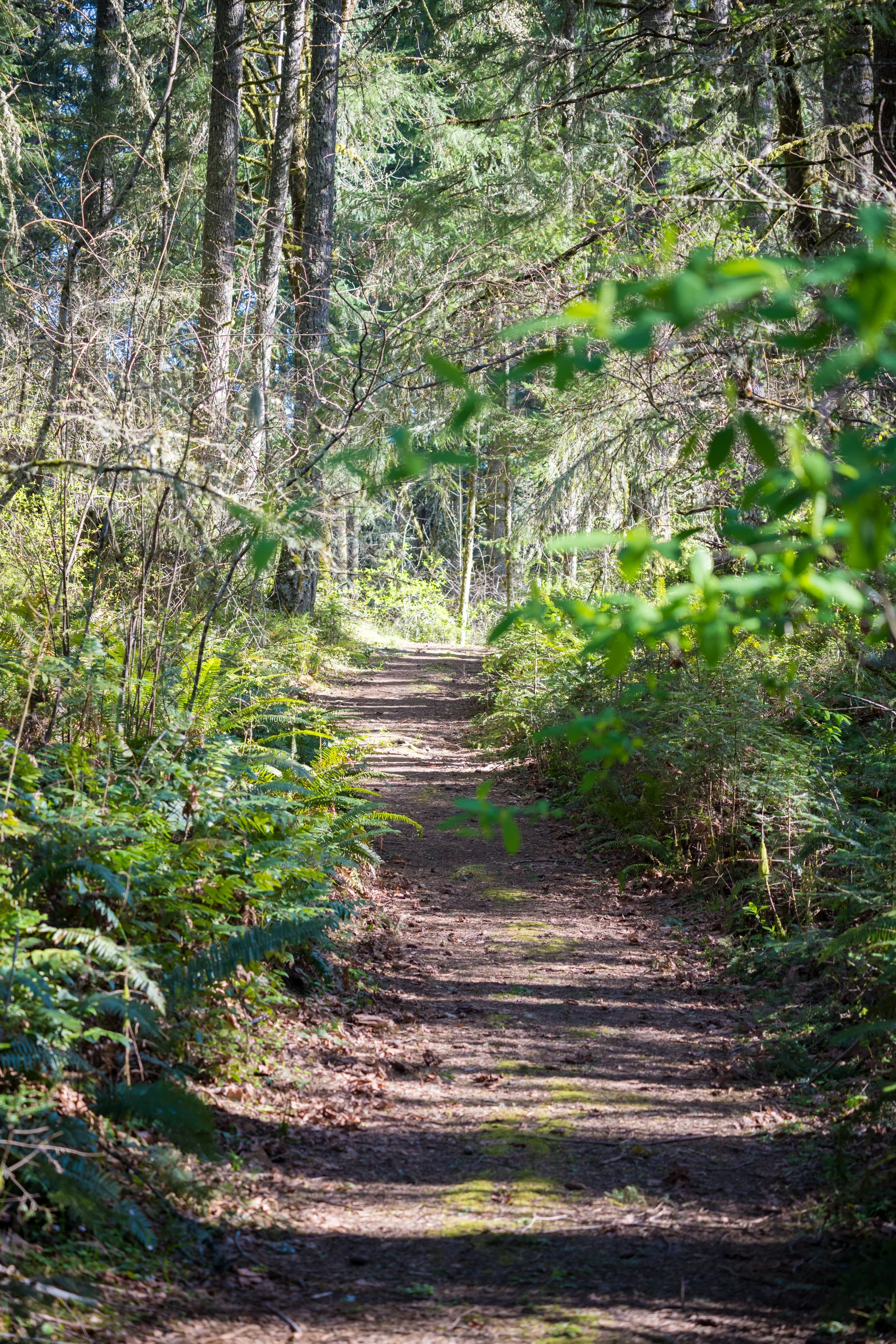 A forest trail surrounded by tall trees, green leaves, and underbrush on a sunny day.